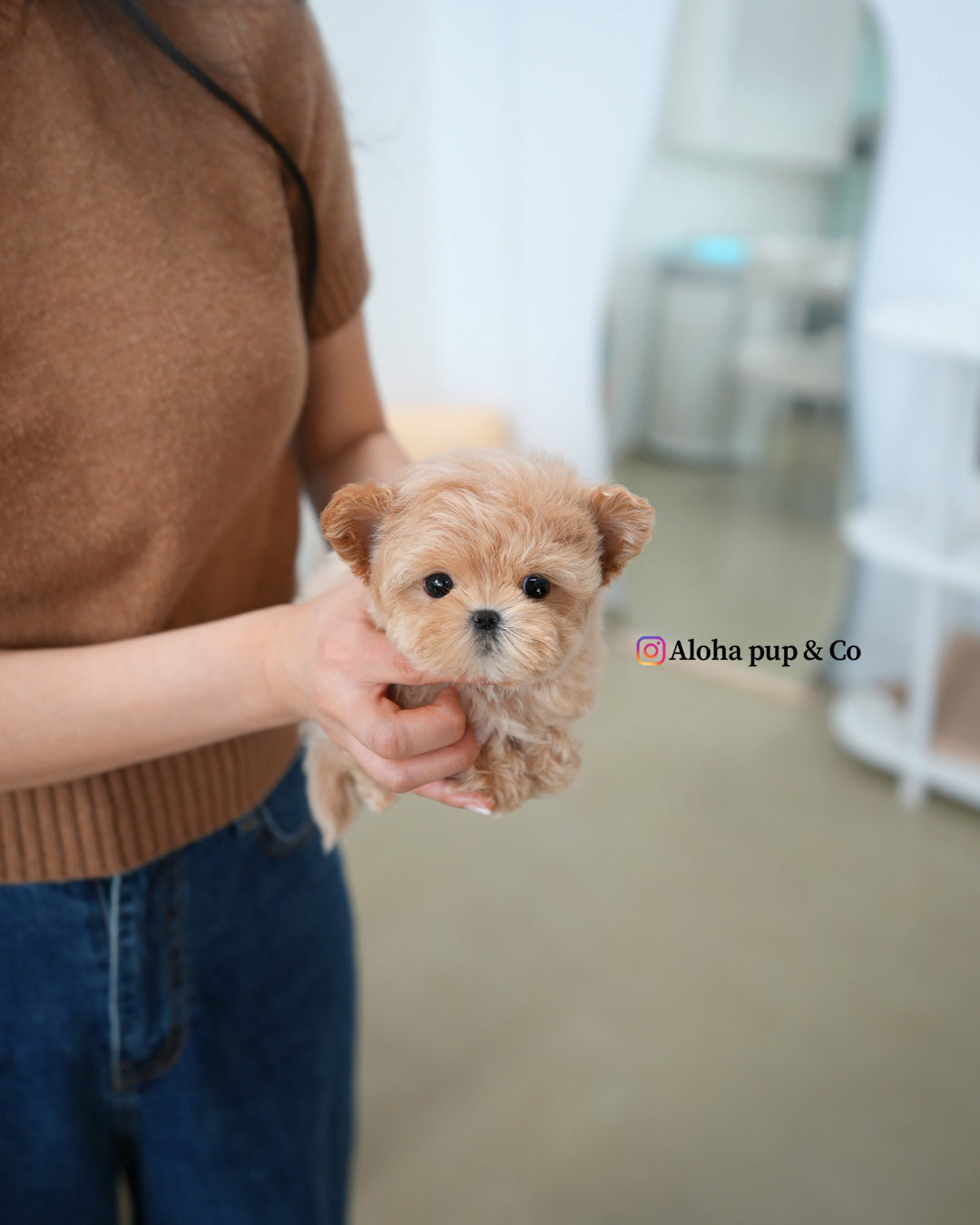 Mochi [TEACUP MALTIPOO]