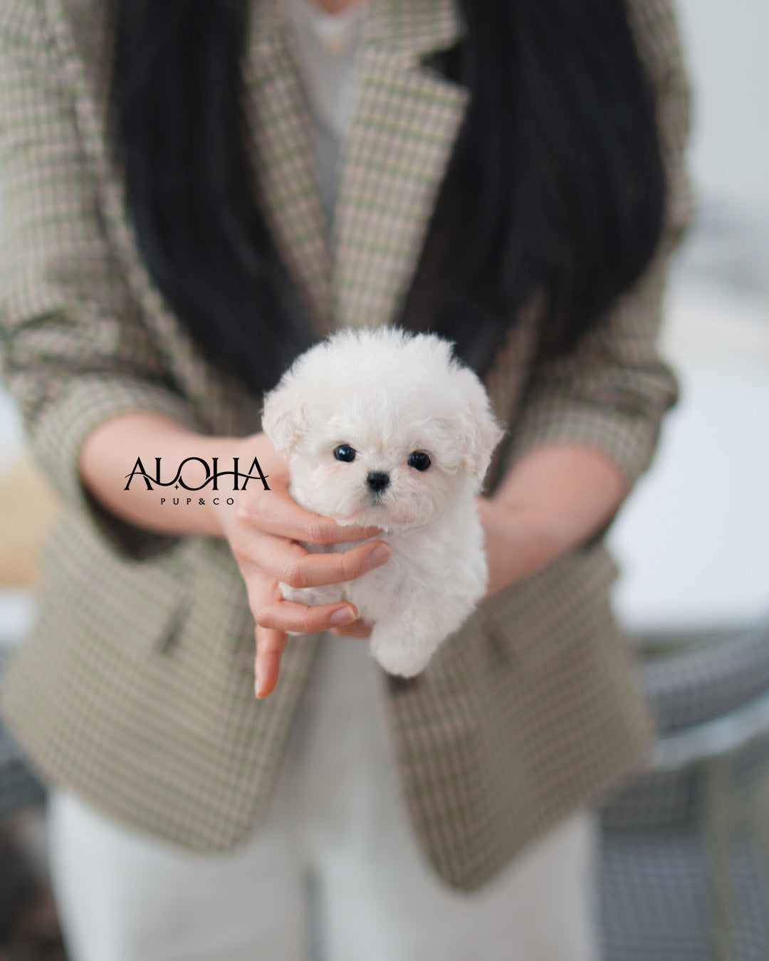 Ami [TEACUP POODLE]