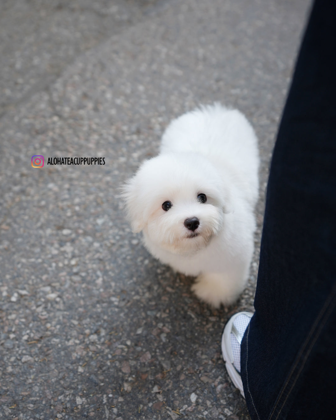 Papou [Mini Coton de Tulear]