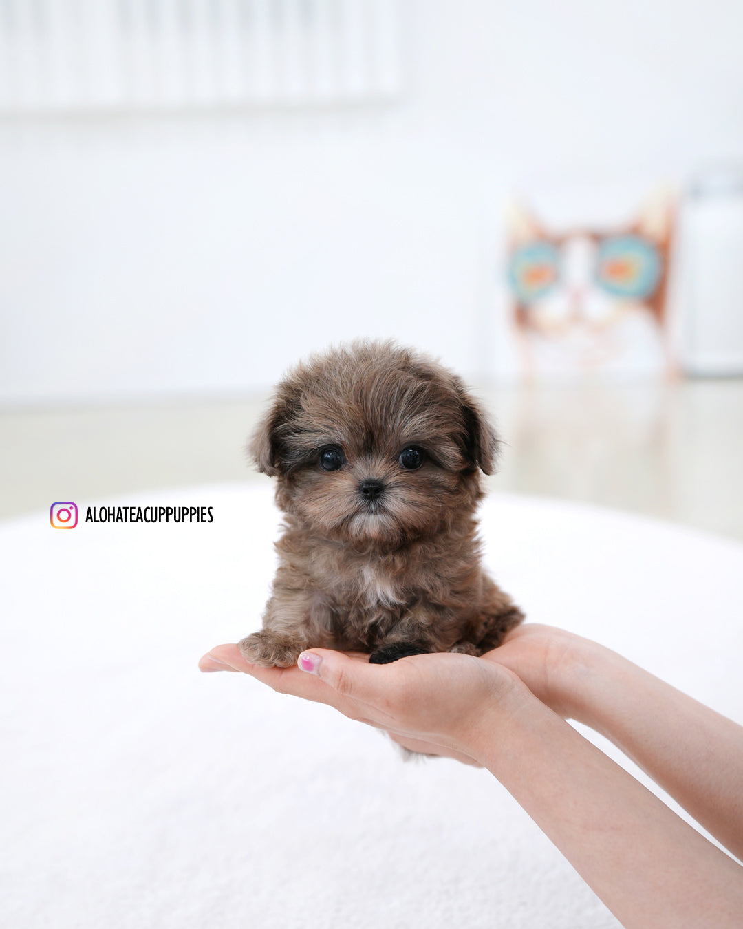 Tavi [TEACUP MALTIPOO]