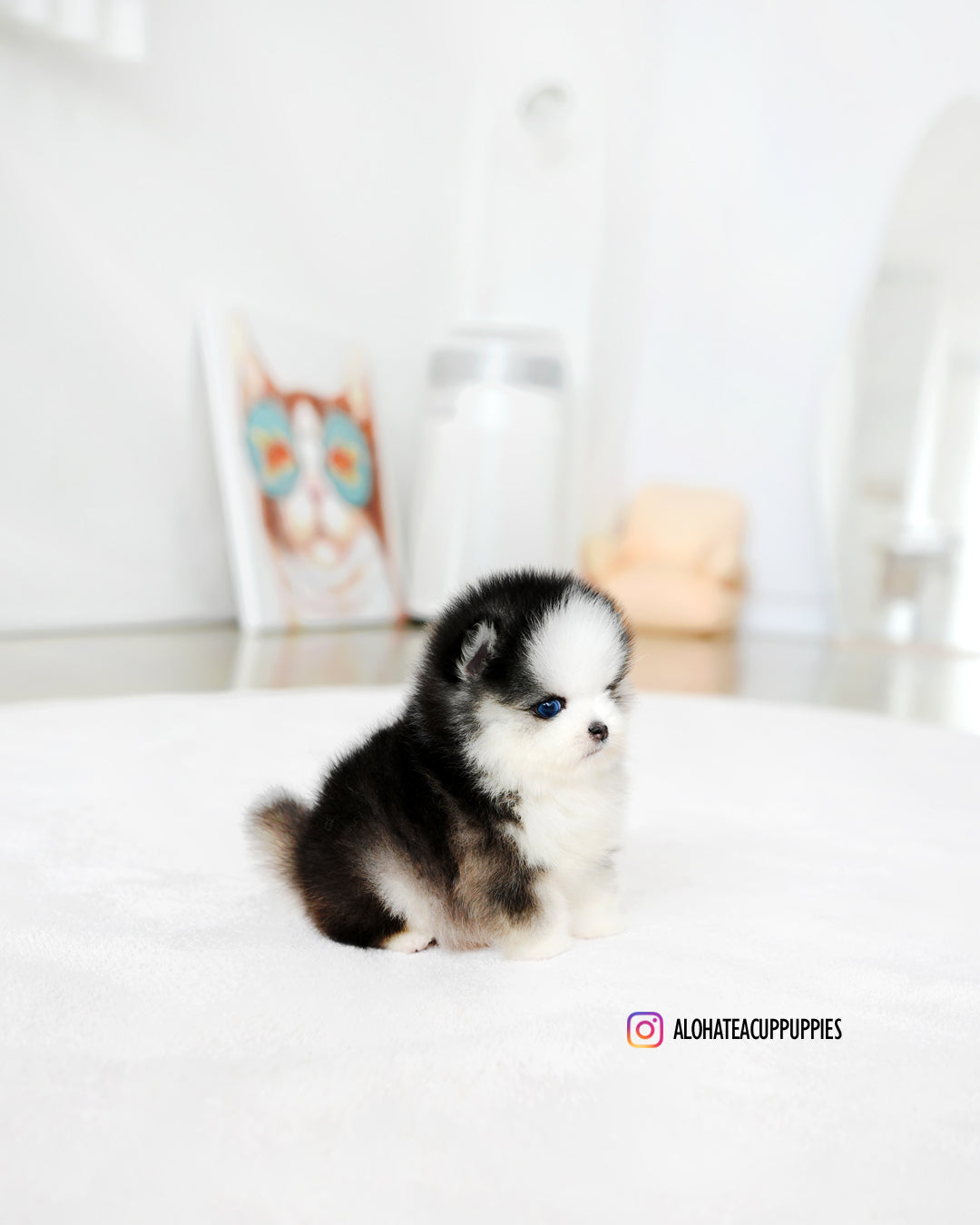 Chopa [Mini Pomsky]