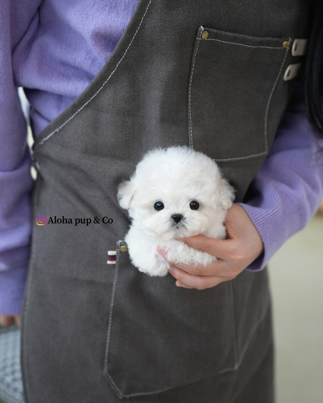 Van [TEACUP BICHON]