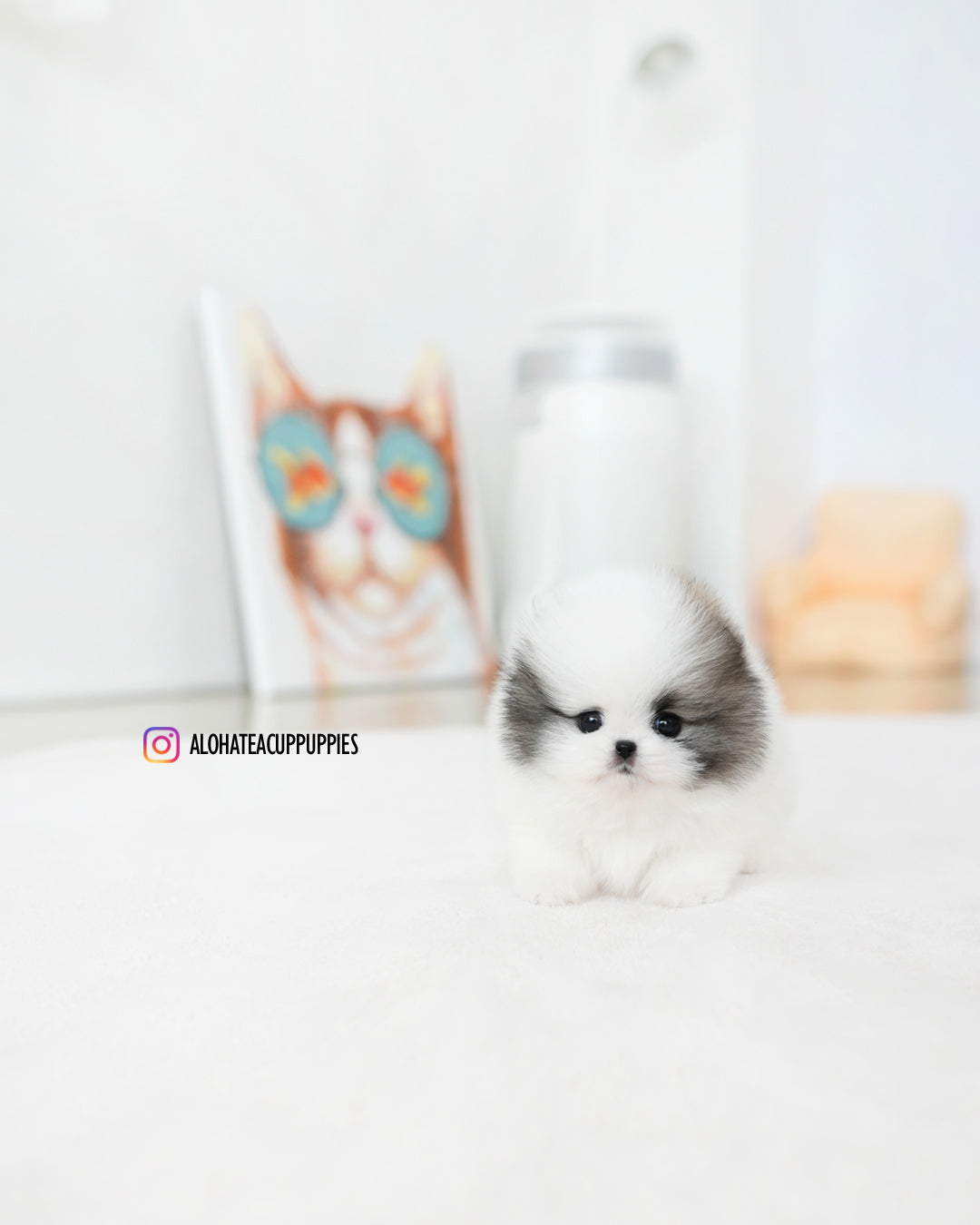 Lanvin [POMERANIA TAZA DE TÉ]