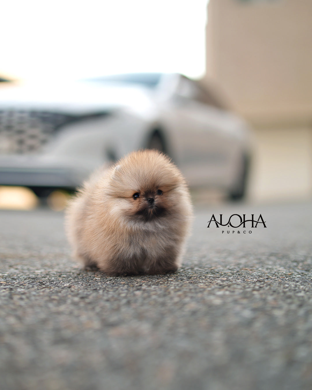 Celine [TEACUP POMERANIAN]