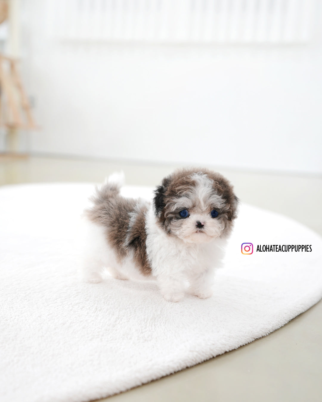 Mira [TEACUP MALTIPOO]