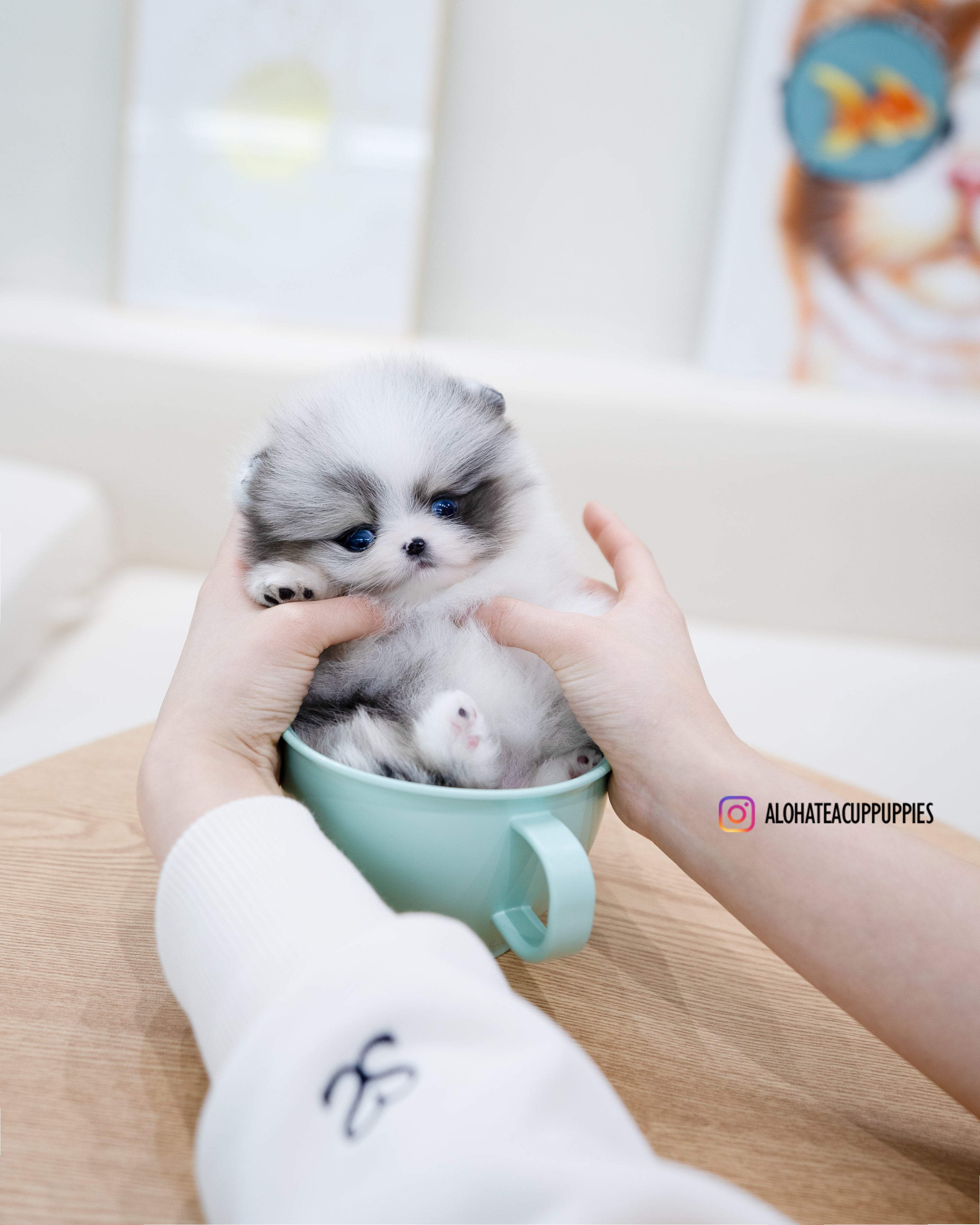 Peach [TEACUP POMERANIAN]