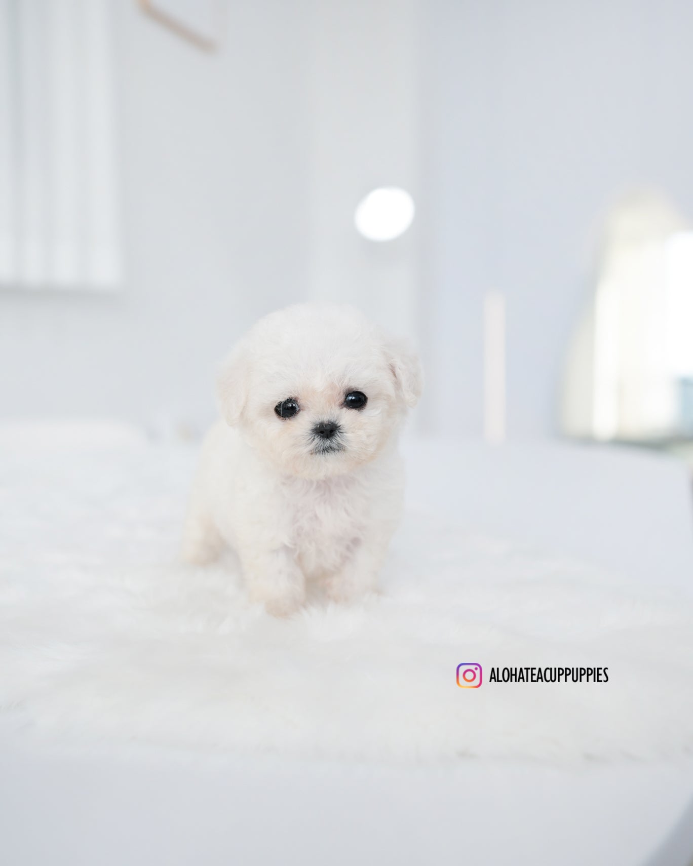 Mong [BICHÓN TAZA DE TÉ]