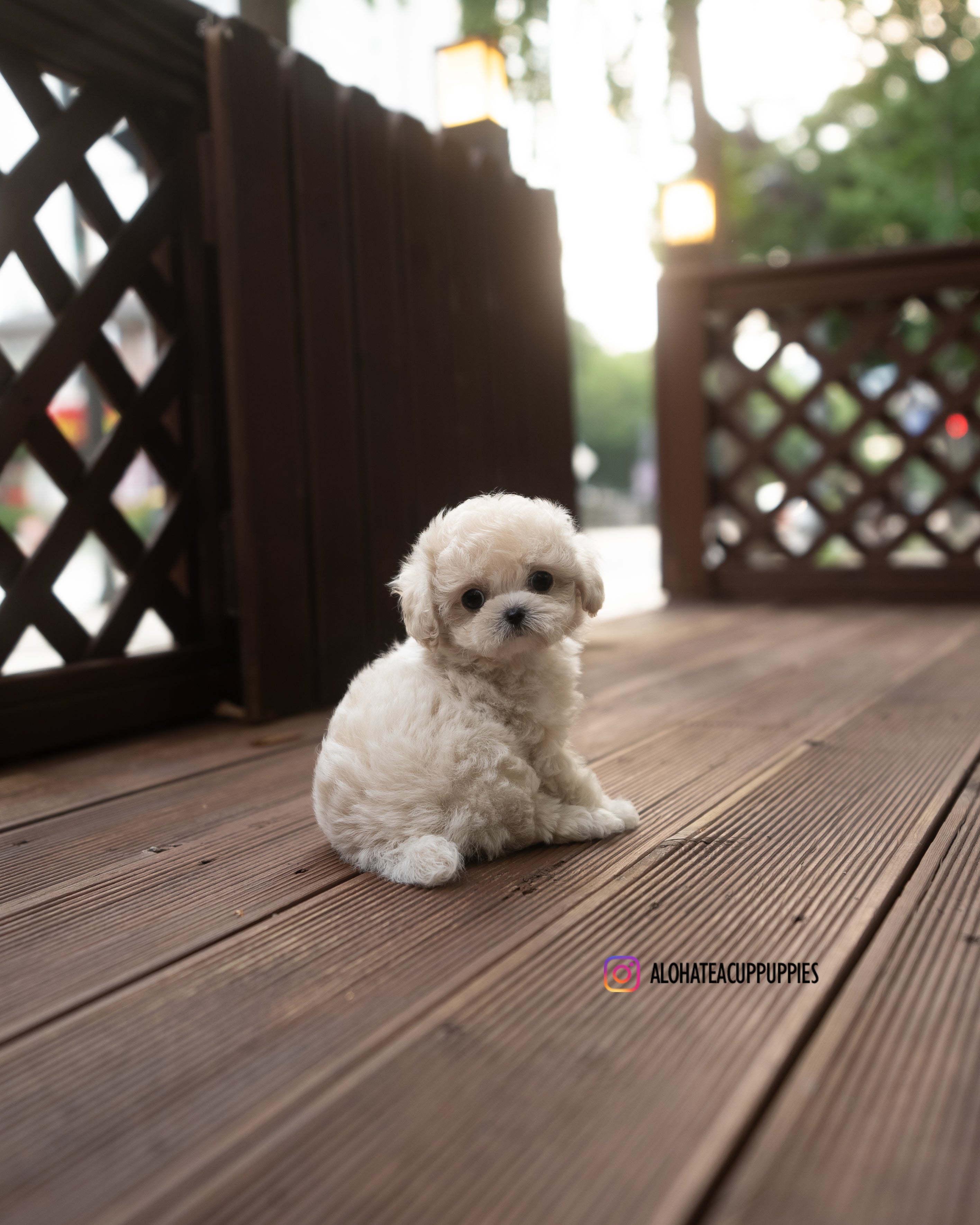 caramel [TEACUP POODLE]