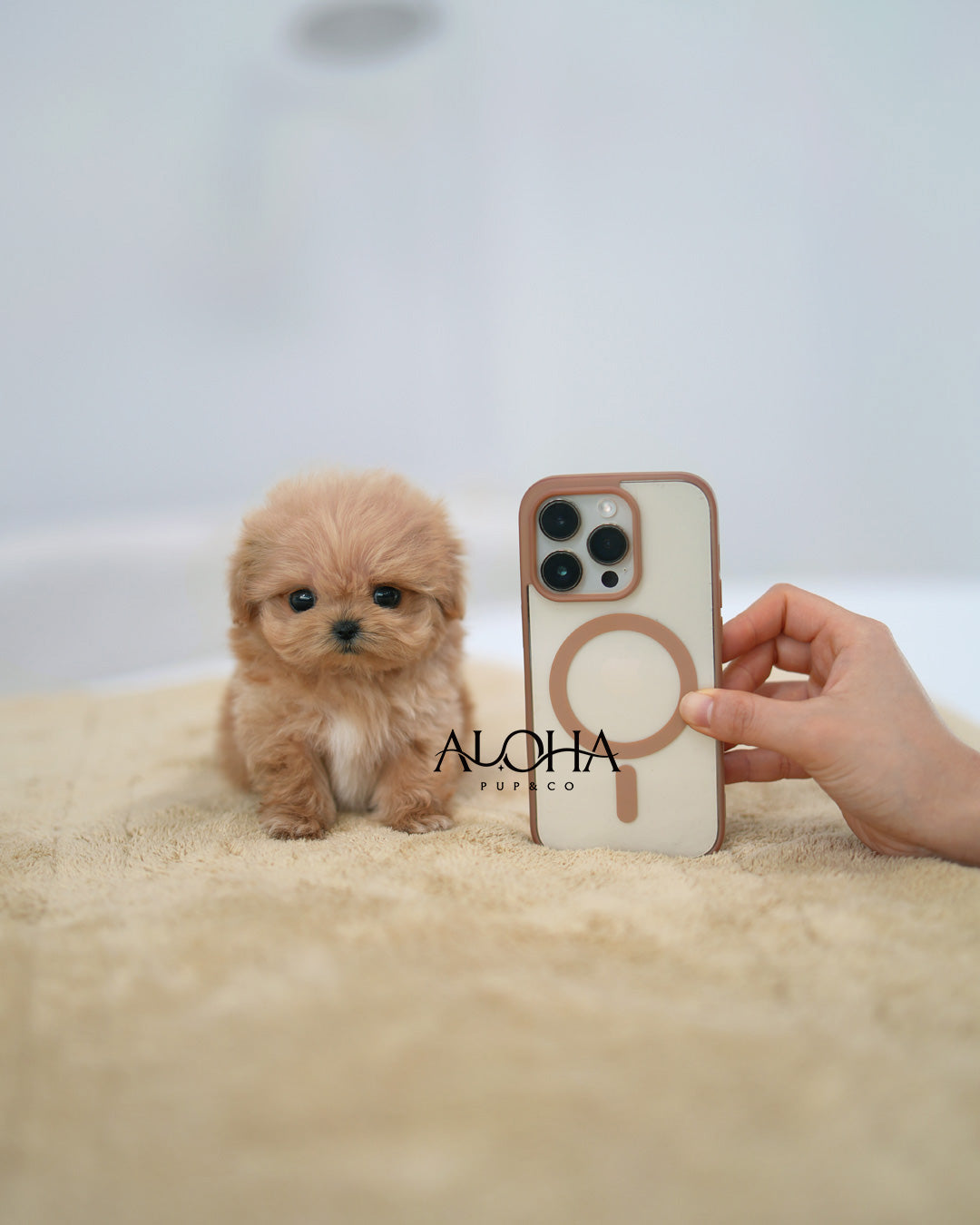 Mona [TEACUP MALTIPOO]