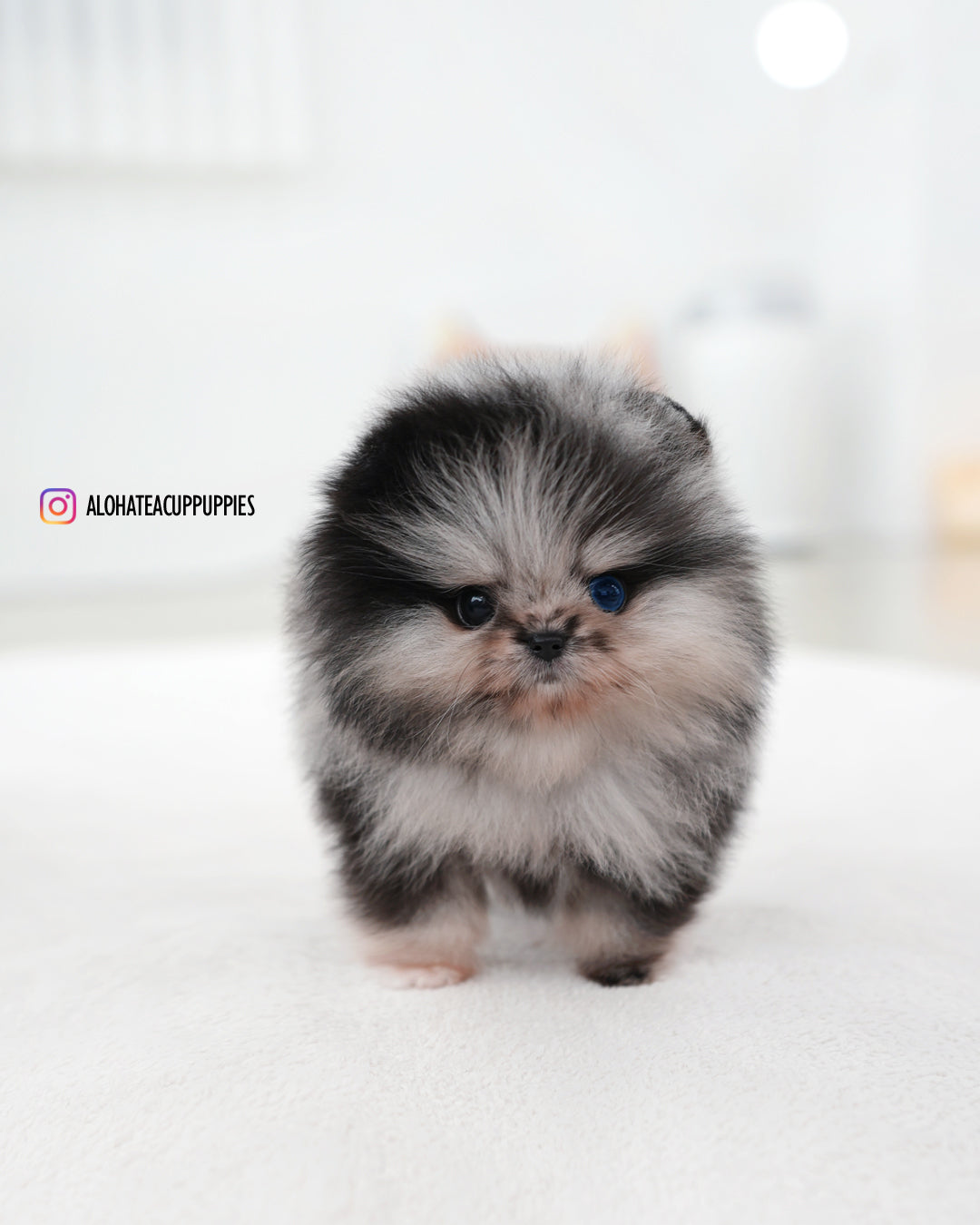 Felix [POMERANIA TAZA DE TÉ]