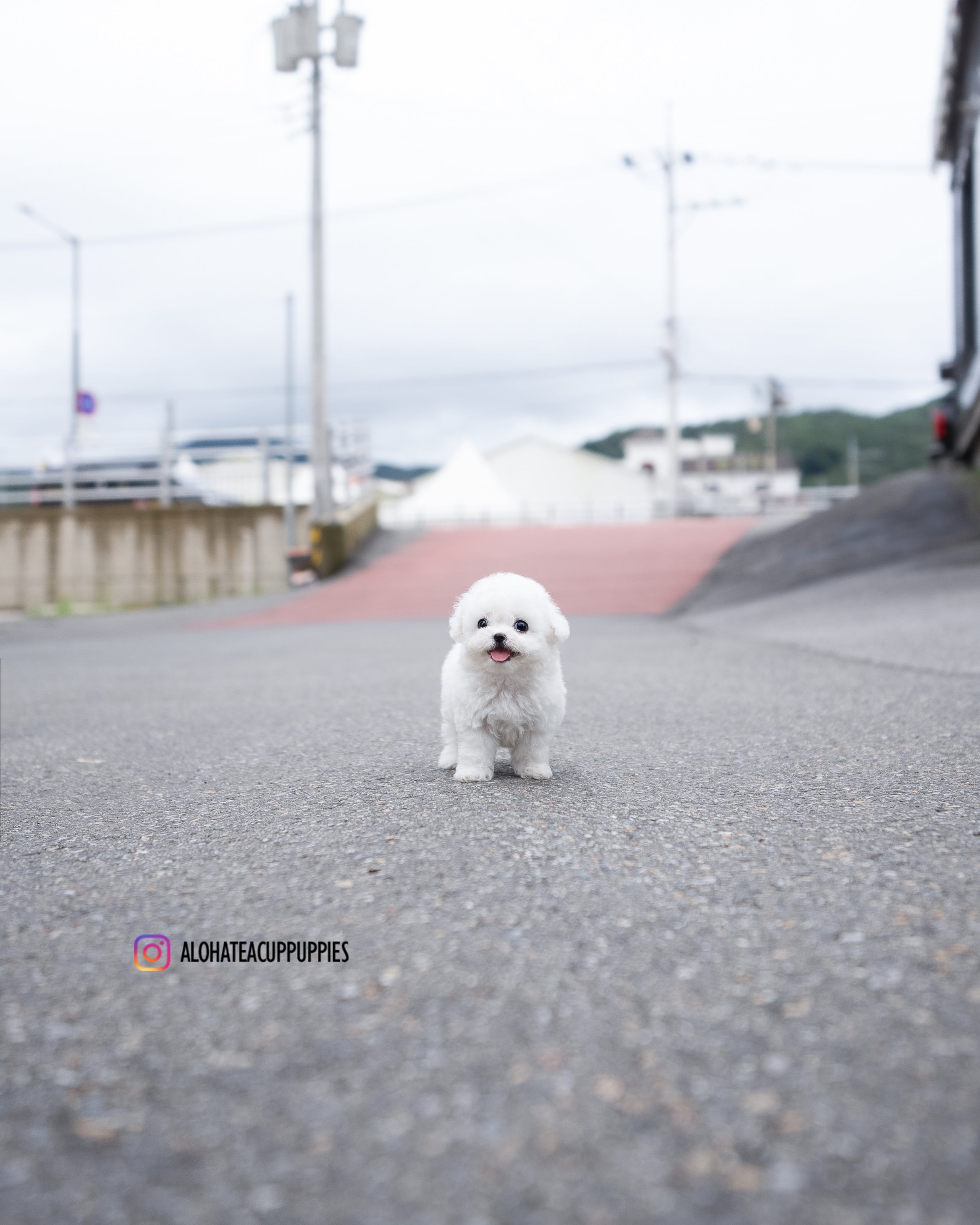 Cody [TEACUP BICHON]