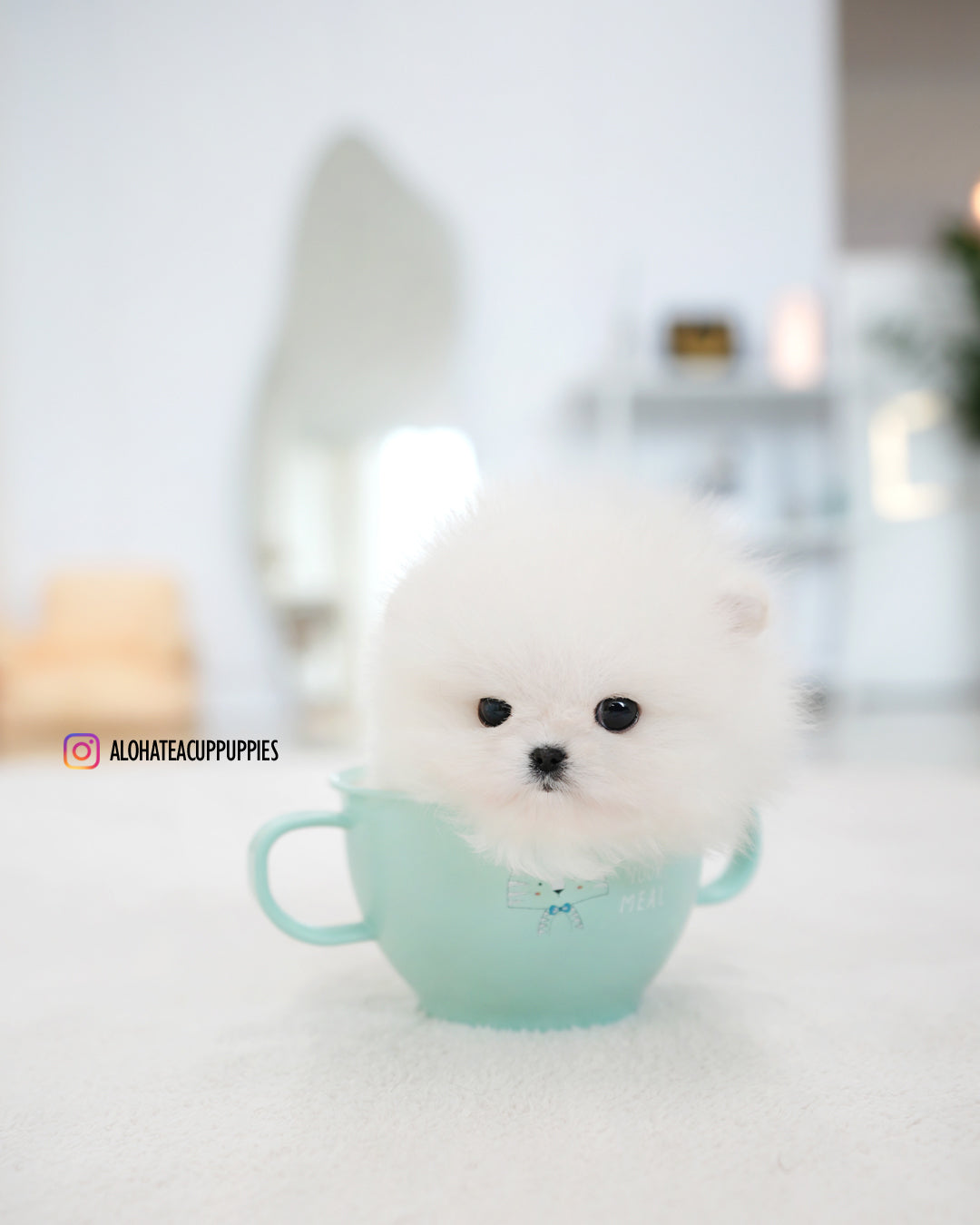 Mori [POMERANIA TAZA DE TÉ]