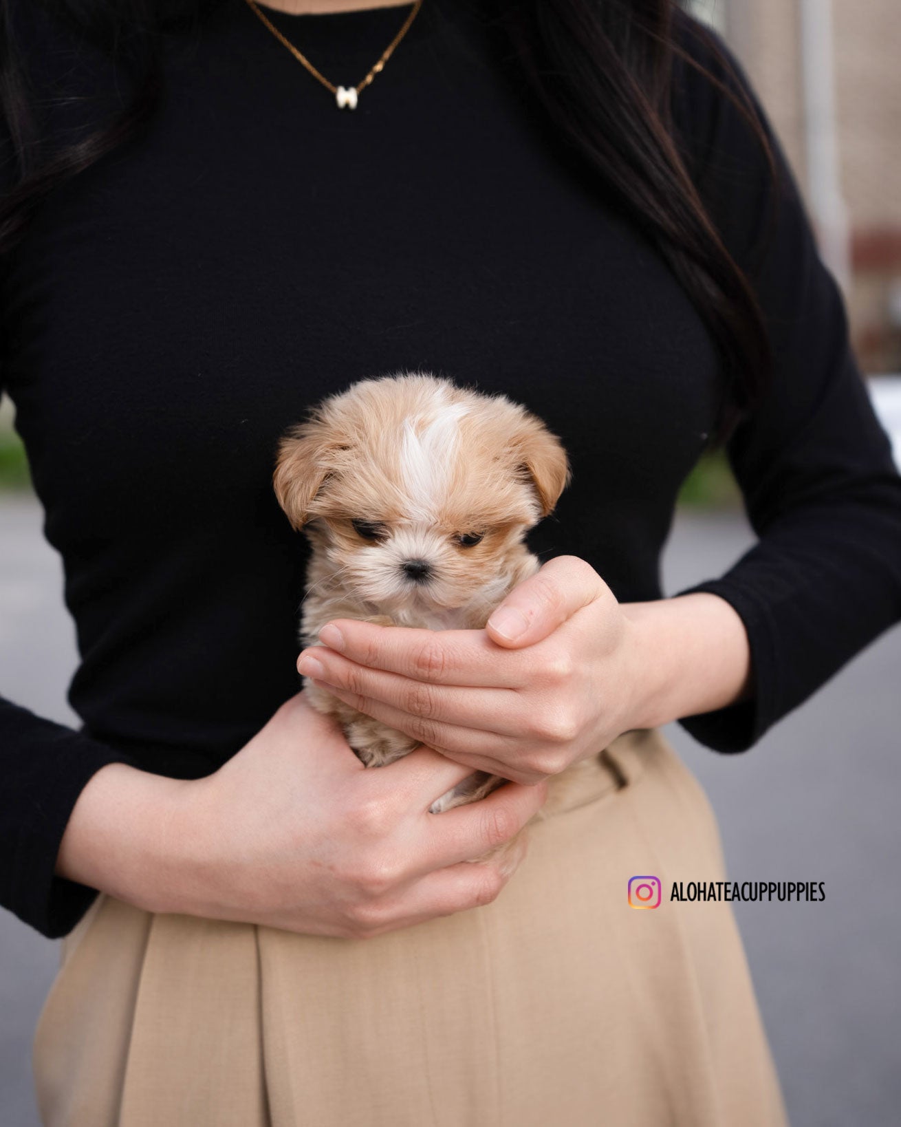 Lyn [TEACUP MALTIPOO]