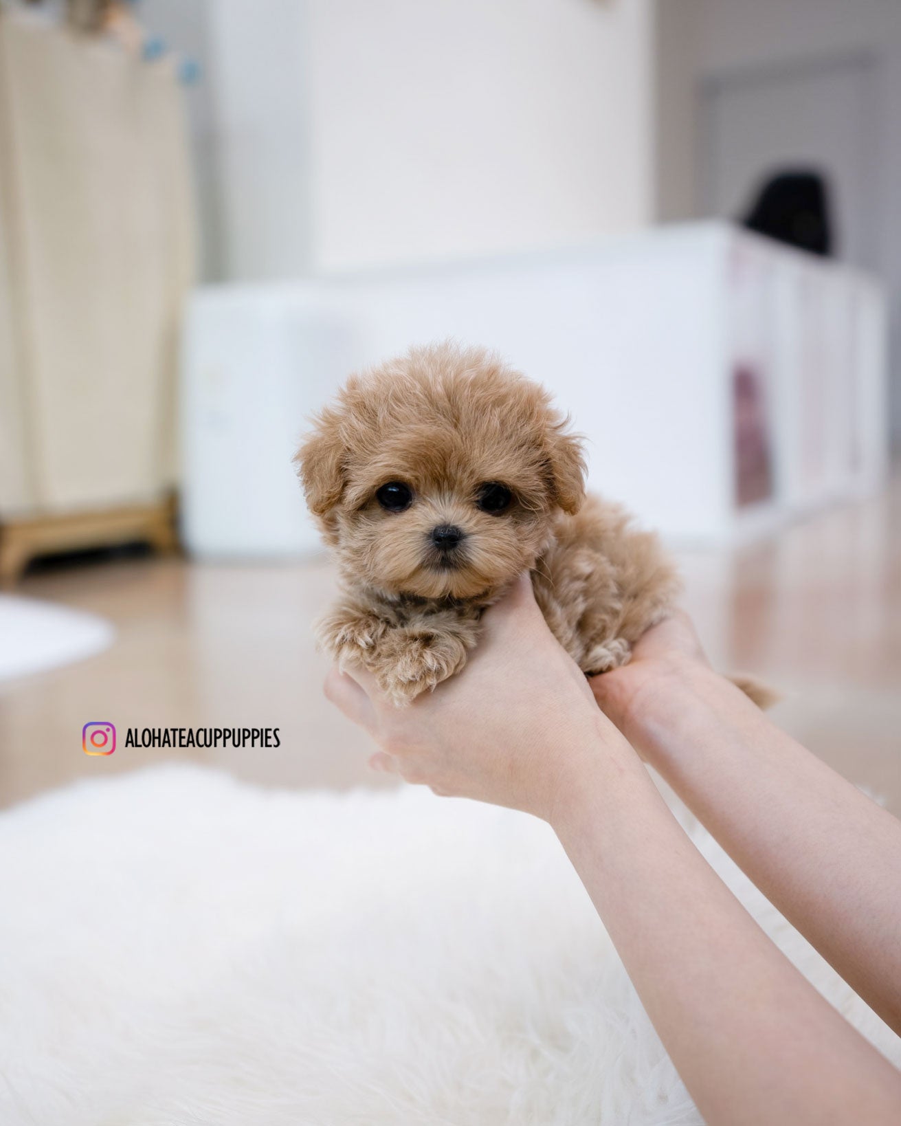 Bunny [TEACUP MALTIPOO]