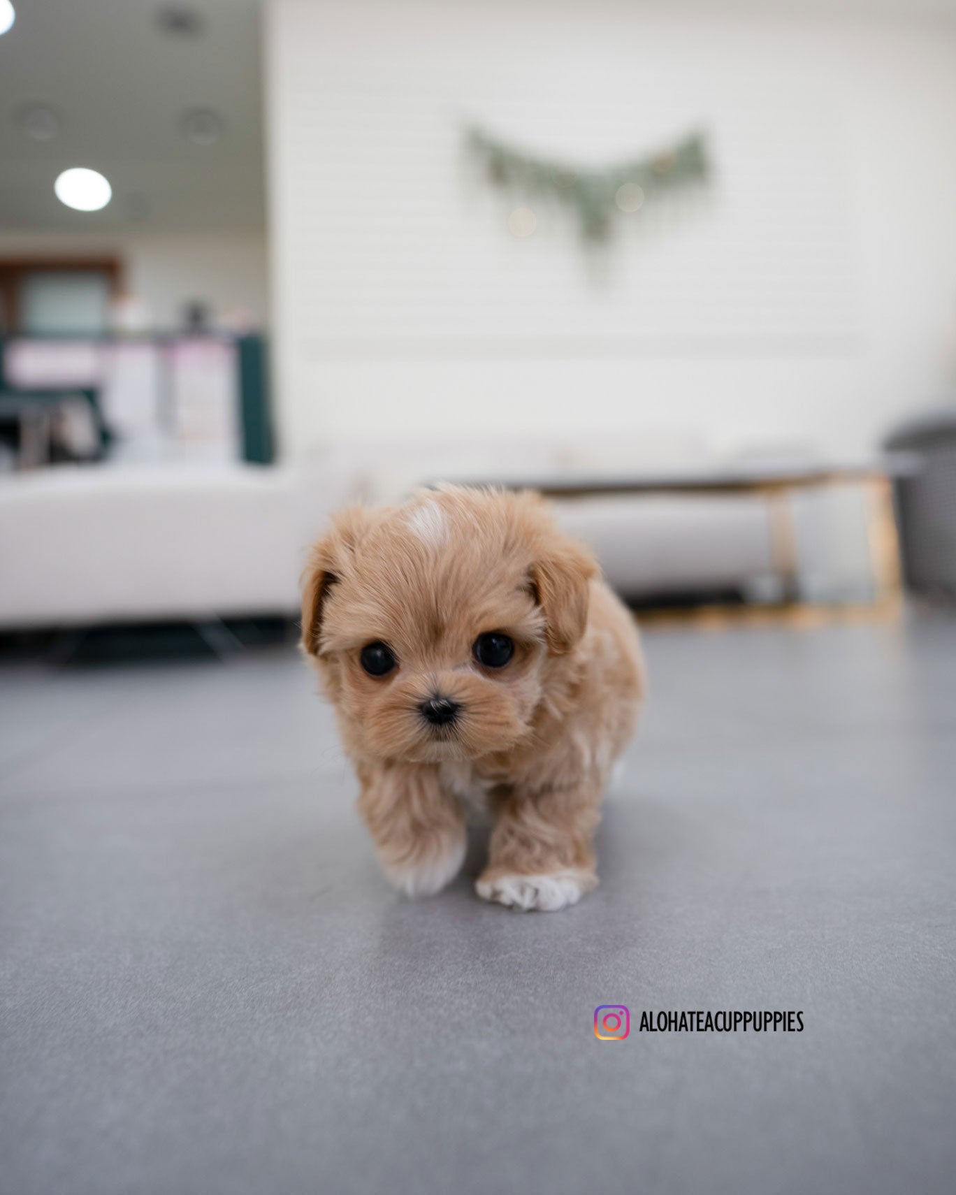 Elio [TEACUP MALTIPOO]
