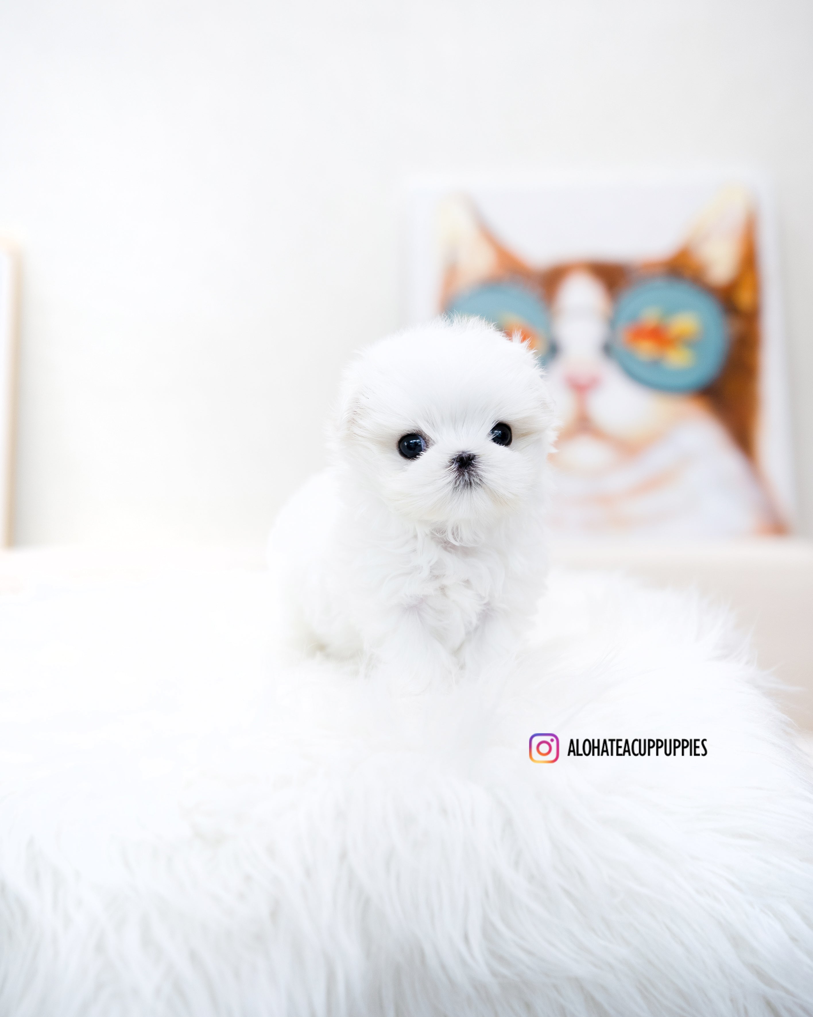 Caly [TEACUP MALTESE]
