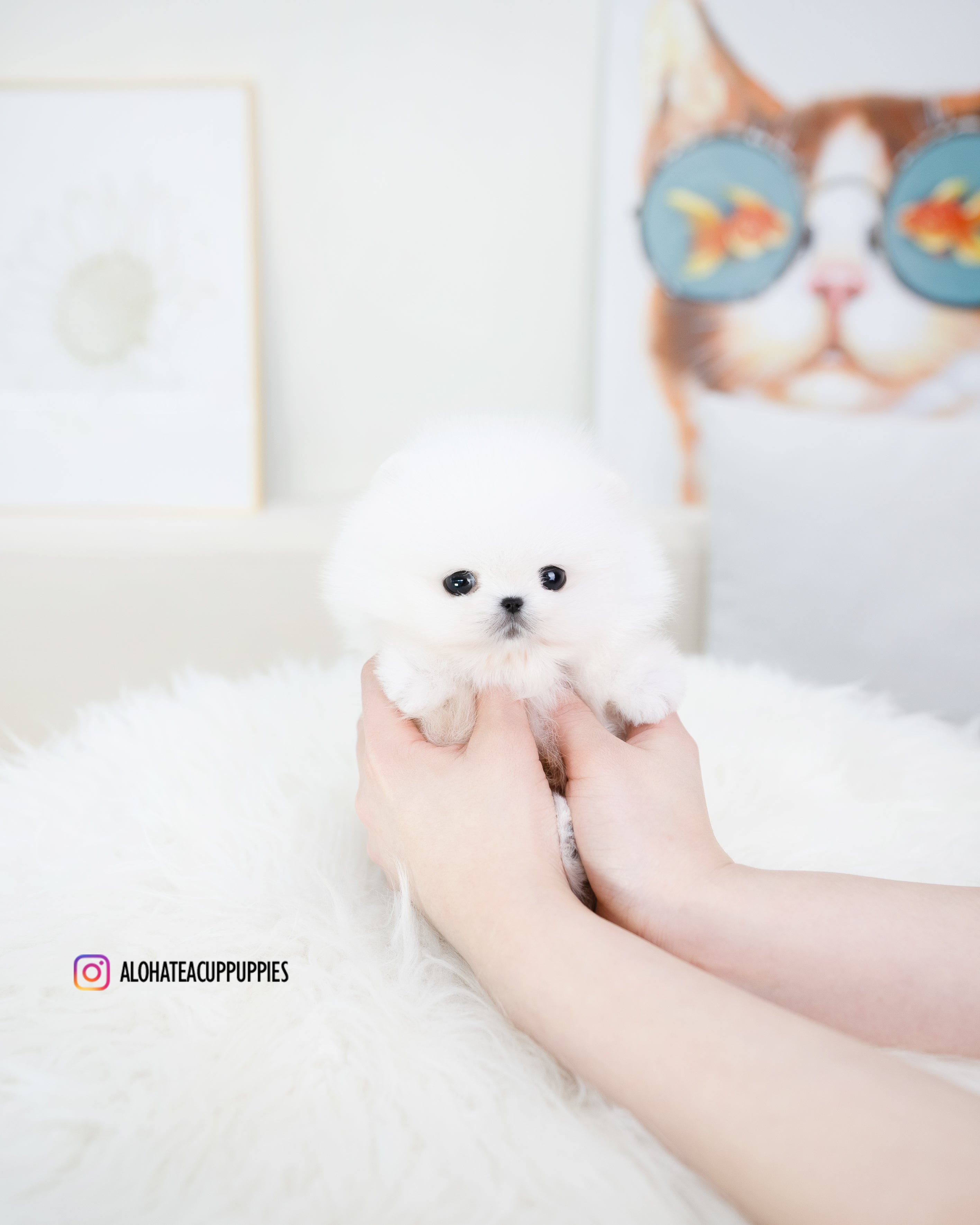 Roi [TEACUP POMERANIAN]