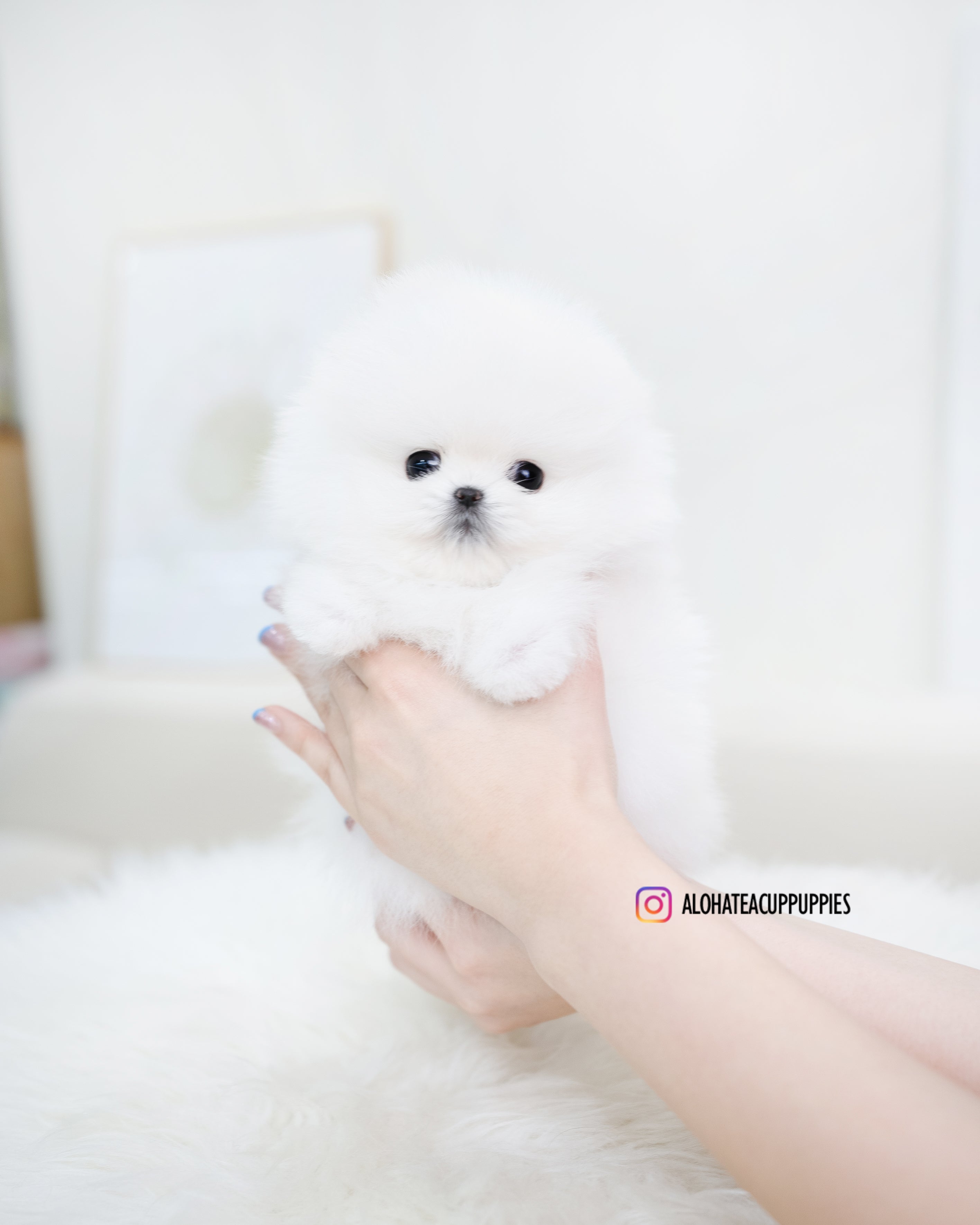 Esme [TEACUP POMERANIAN]