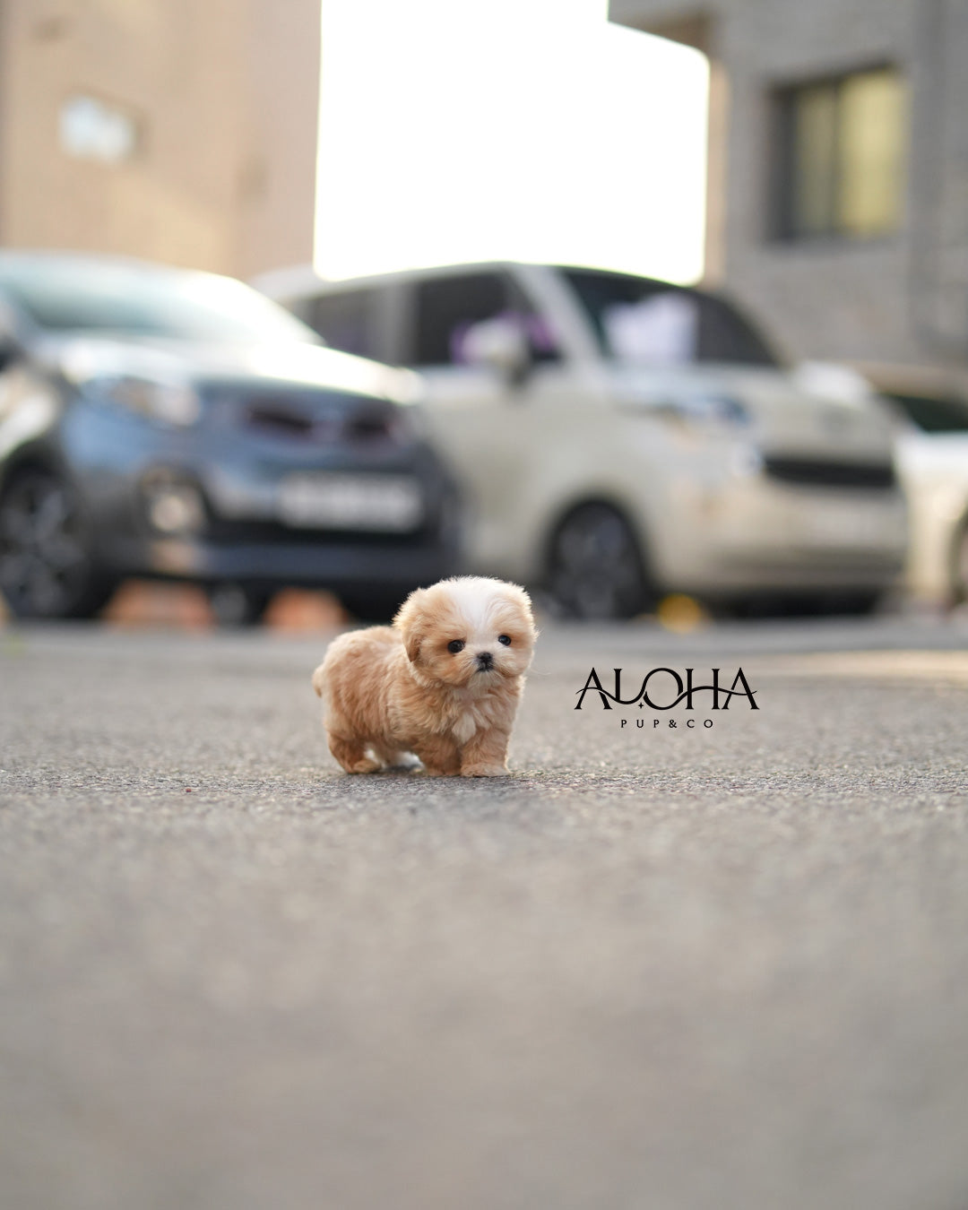 Loro [TEACUP MALTIPOO]