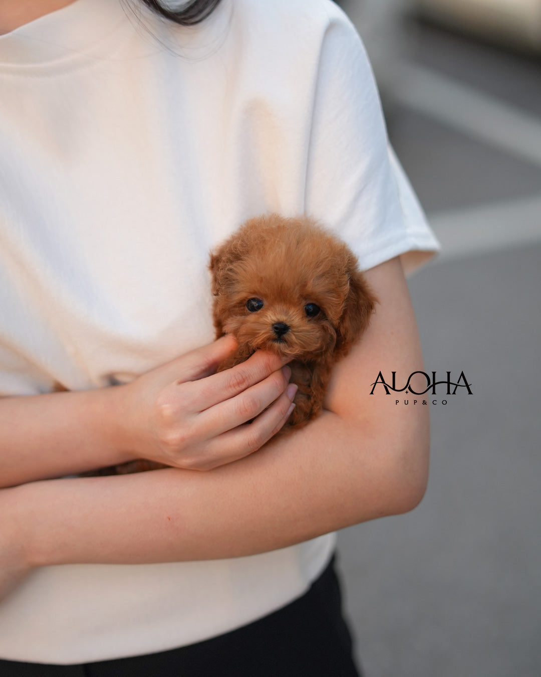 Ace [TEACUP POODLE]
