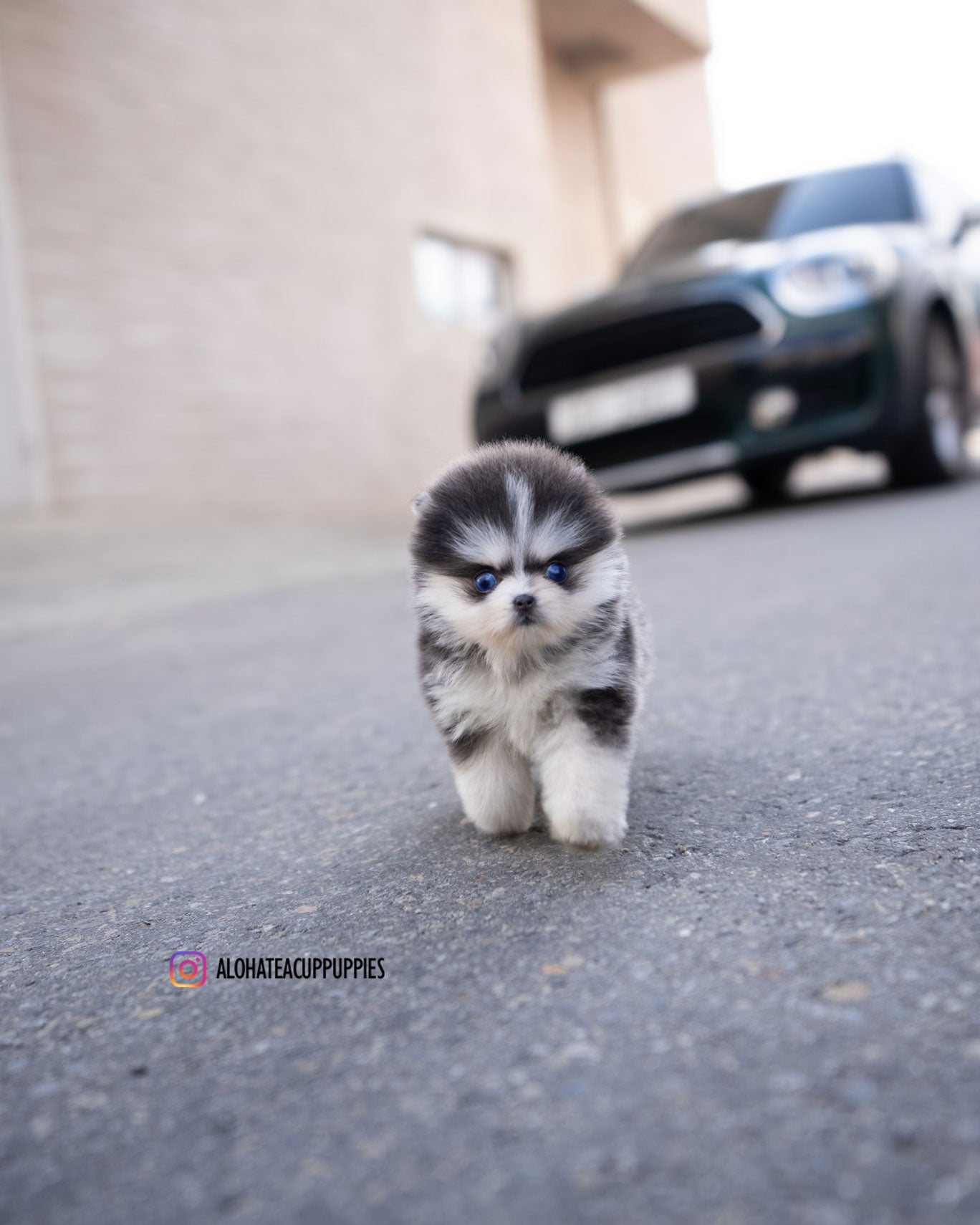 Foufou [TEACUP POMSKY]