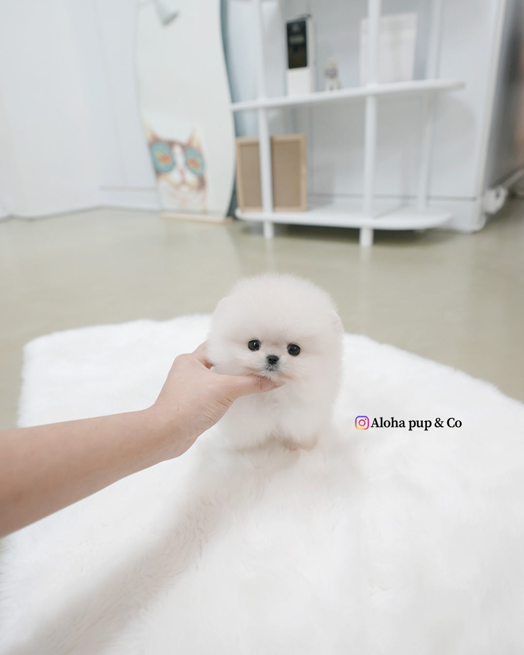 Roi [POMERANIA TAZA DE TÉ]