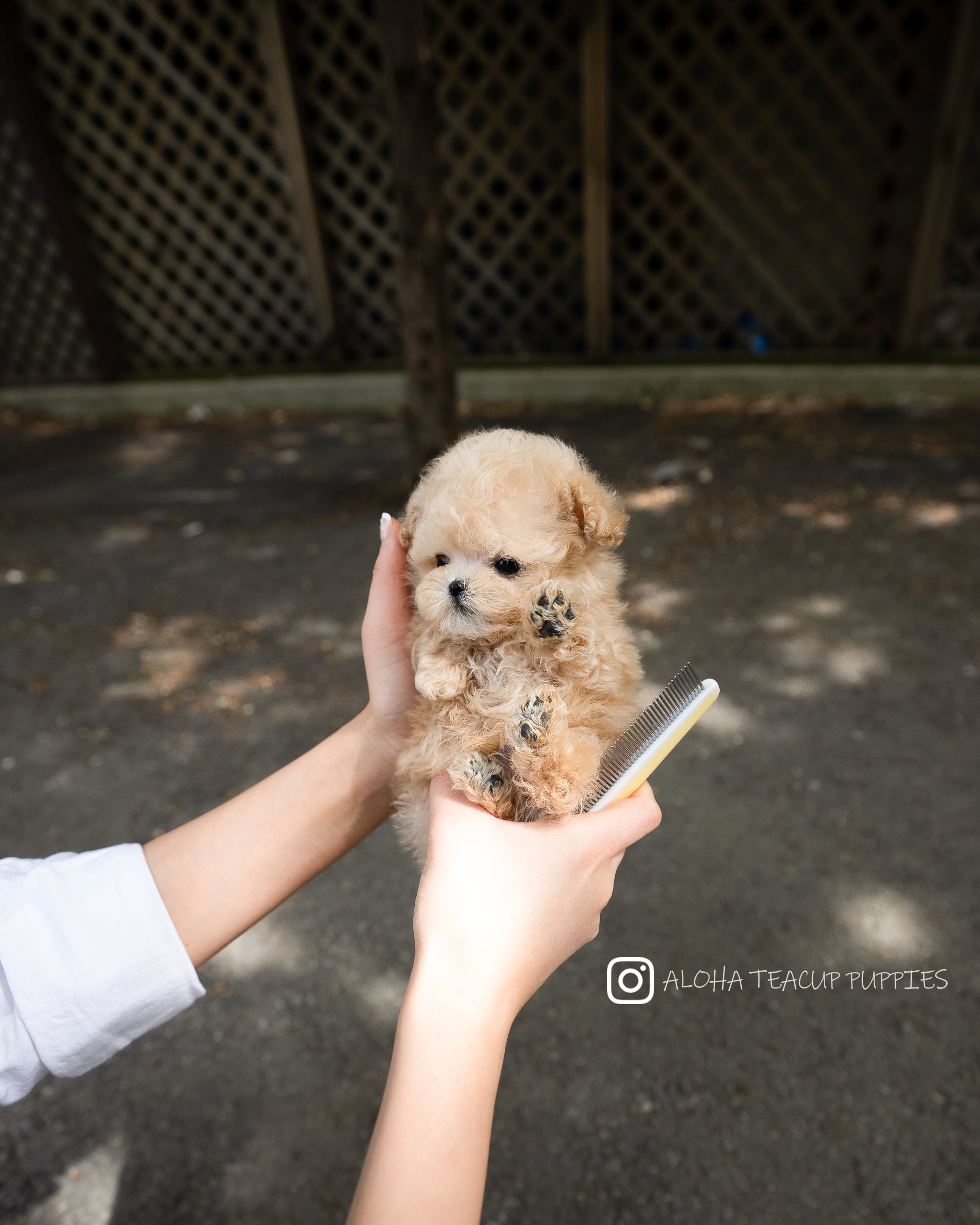 Arlo [TEACUP POODLE]