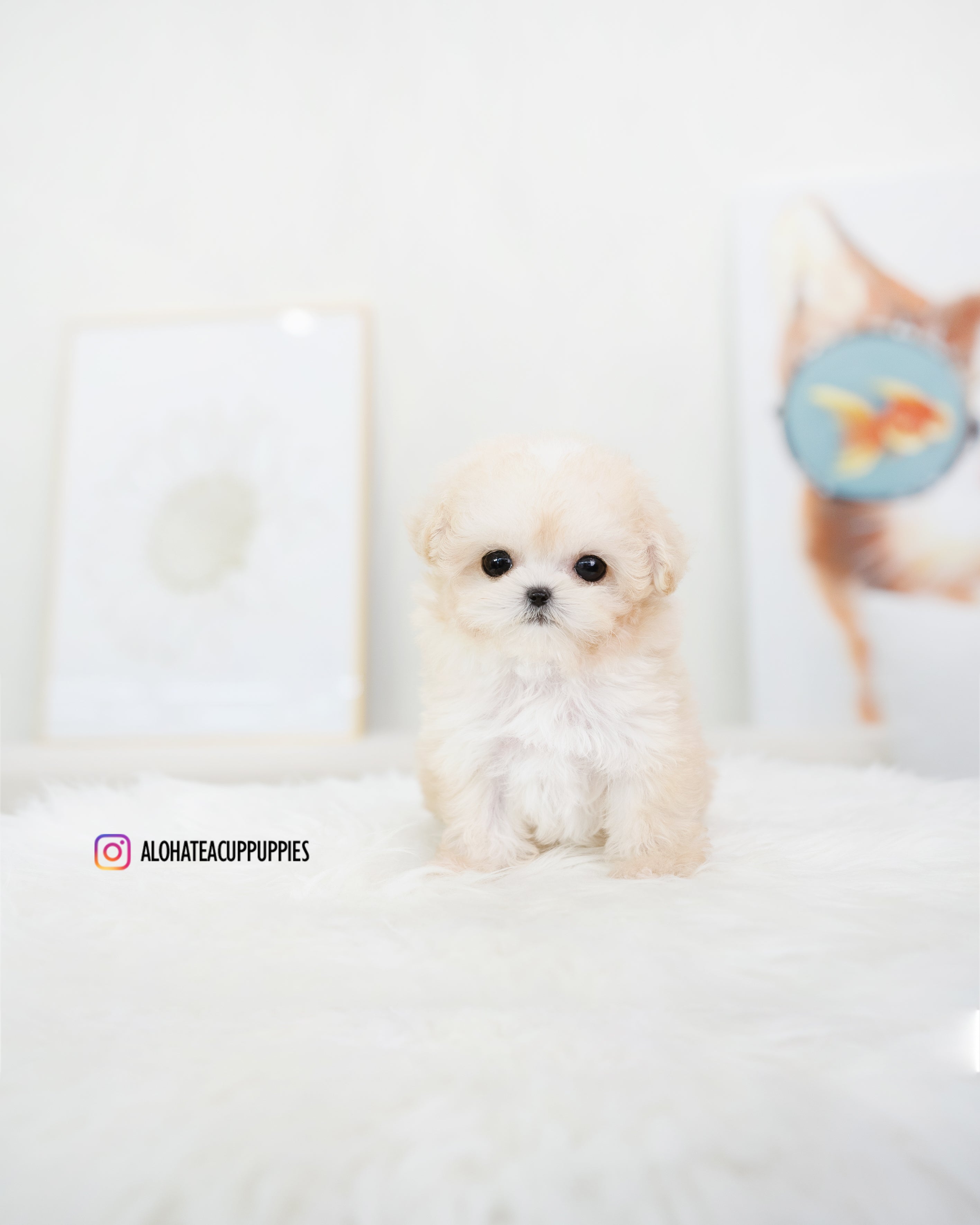 Son [TEACUP POODLE]