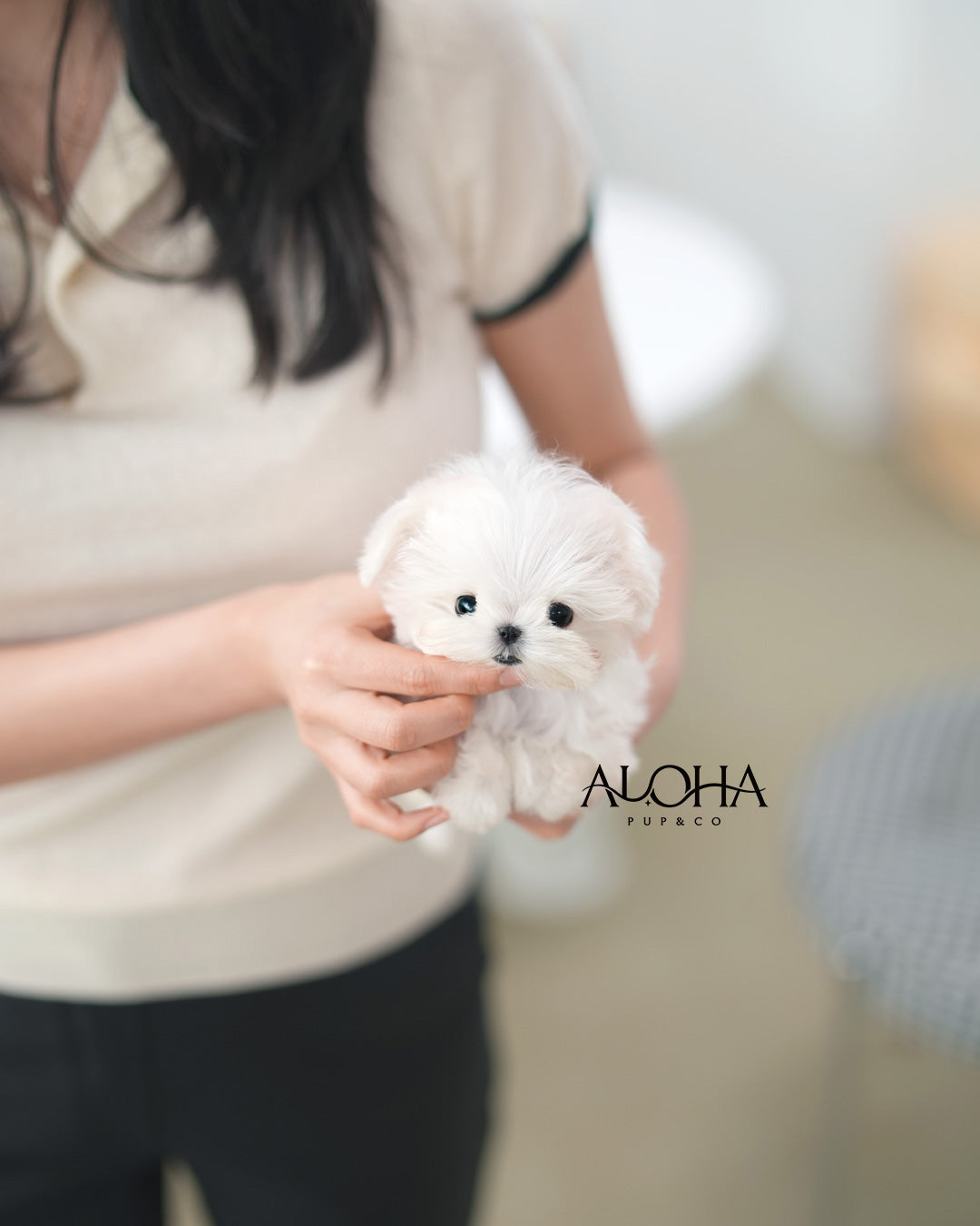 Gino [TEACUP Maltese]
