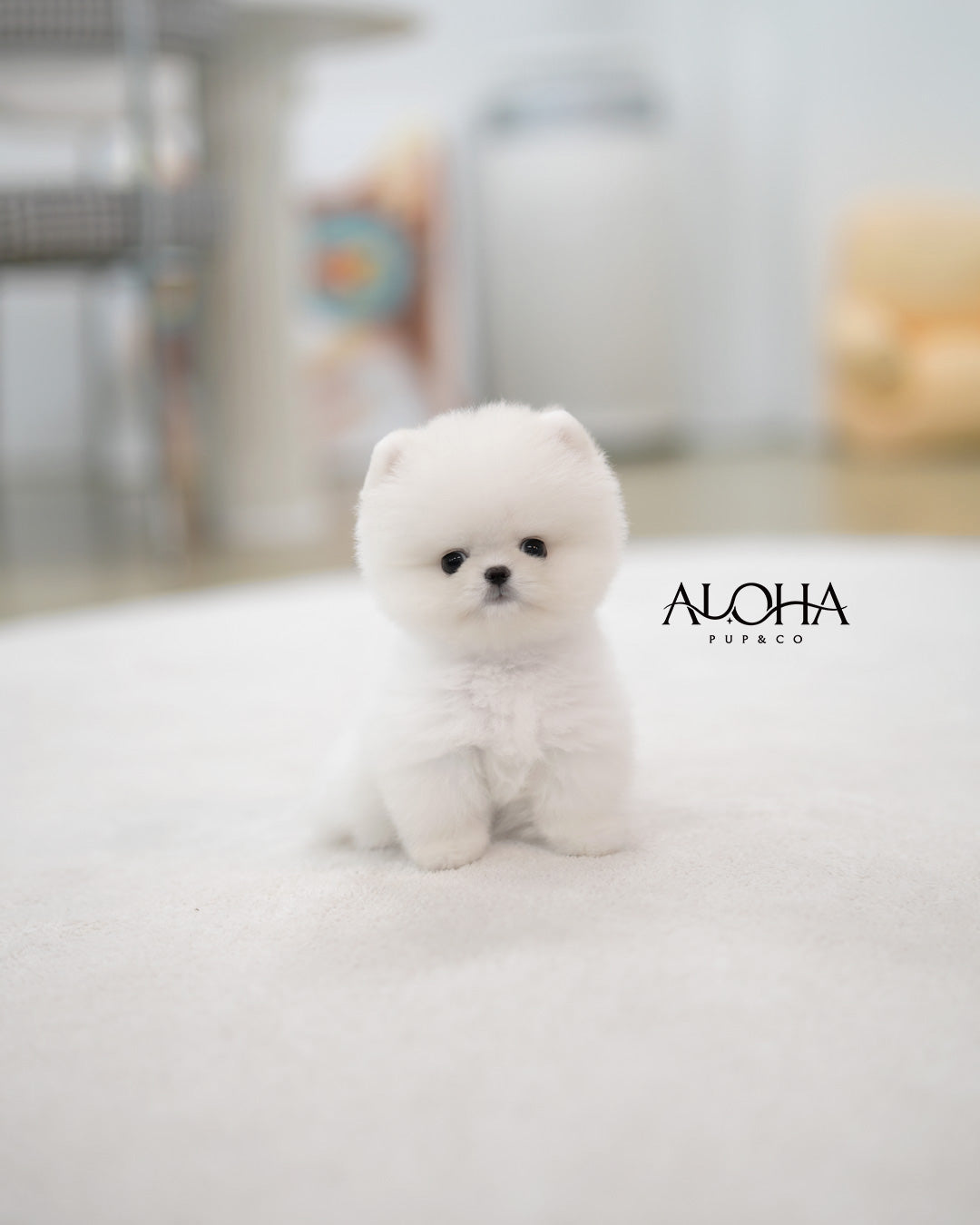 Tito [TEACUP POMERANIAN]