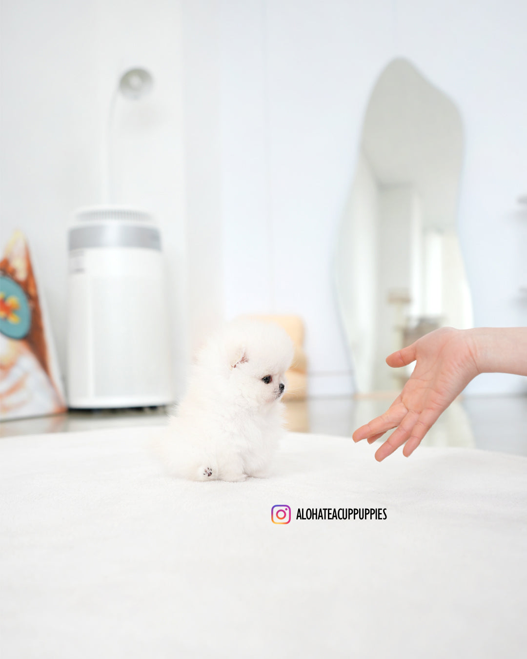 Iona [POMERANIA TAZA DE TÉ]
