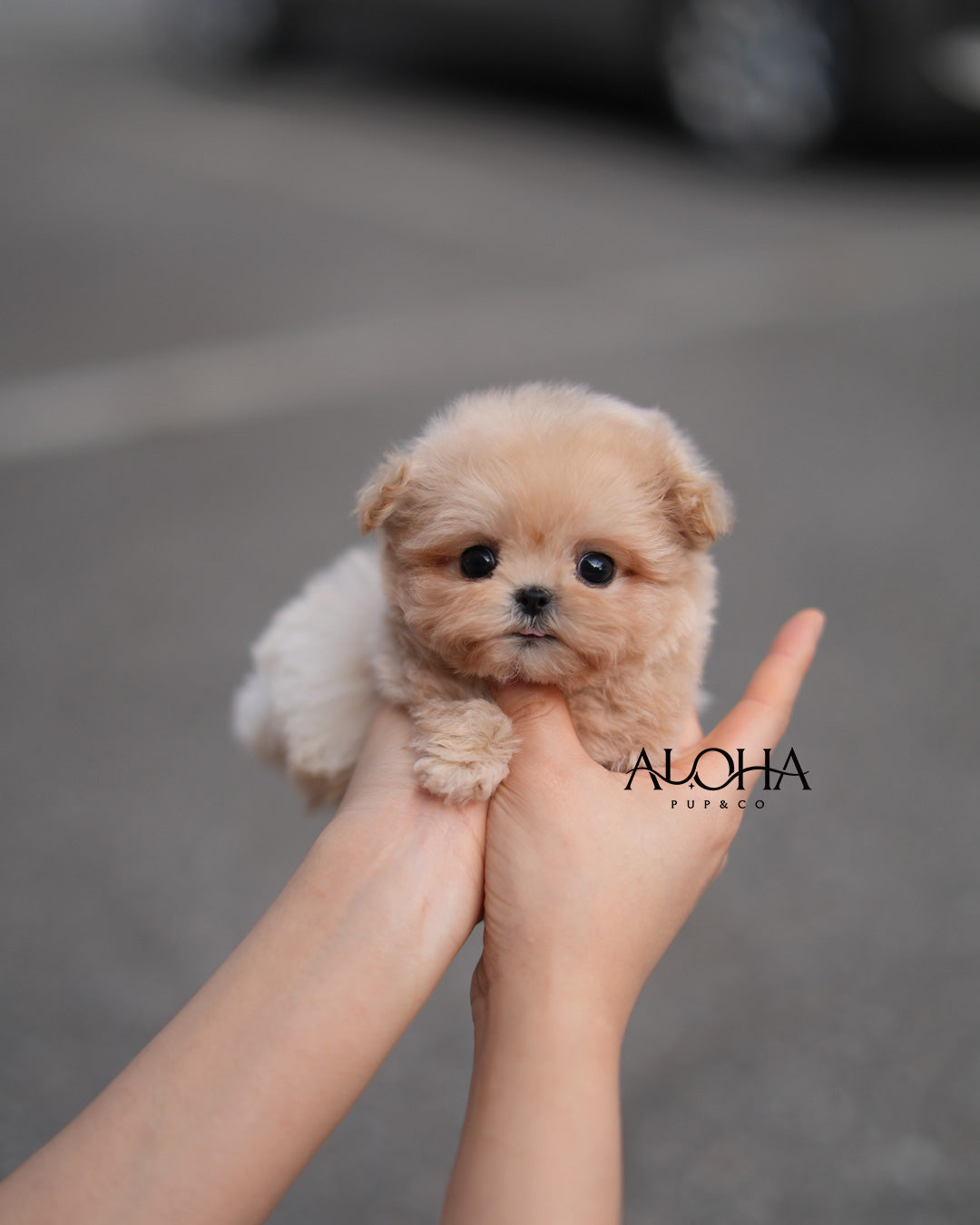 Peach [TEACUP MALTIPOO]