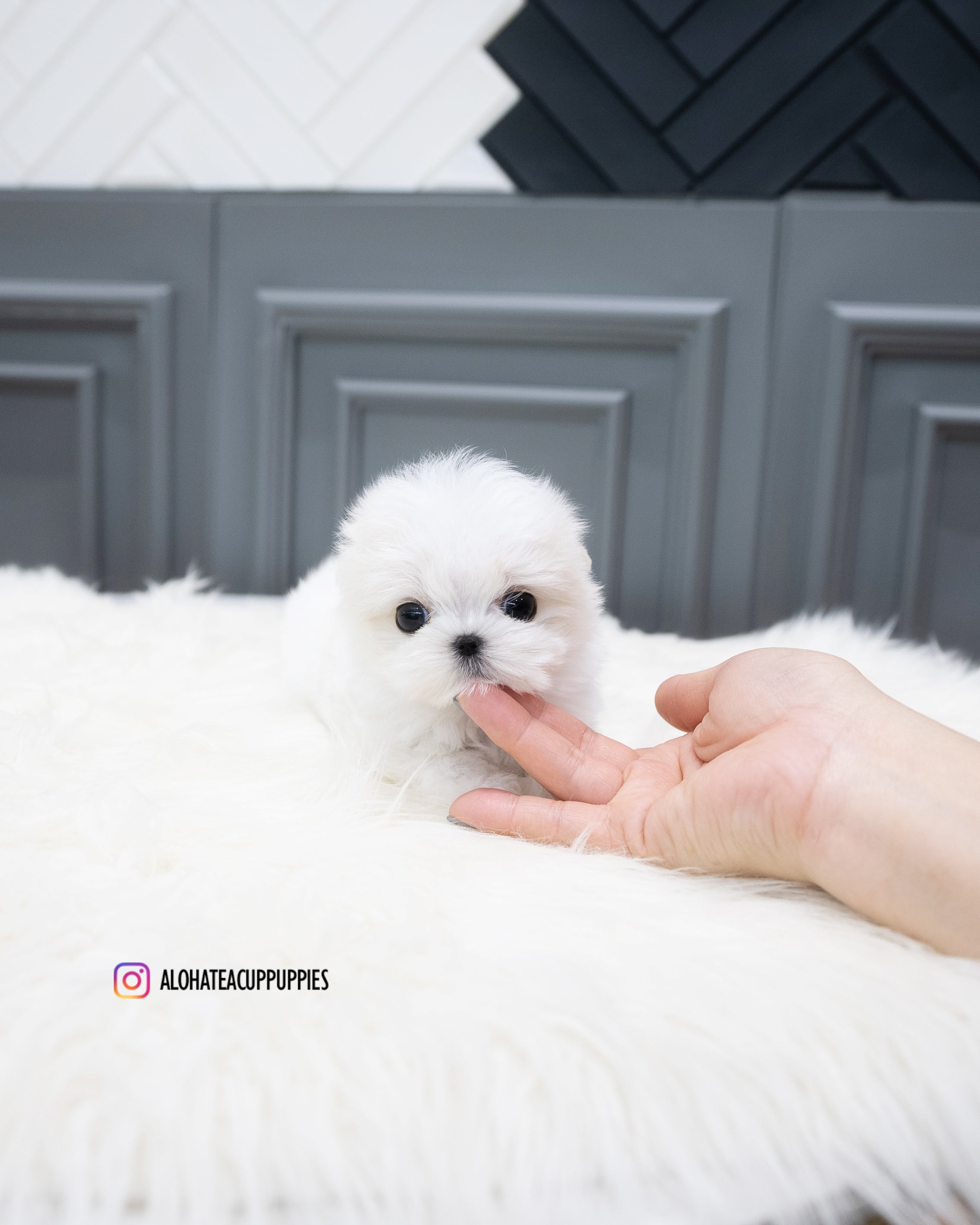 Will [TEACUP MALTESE]