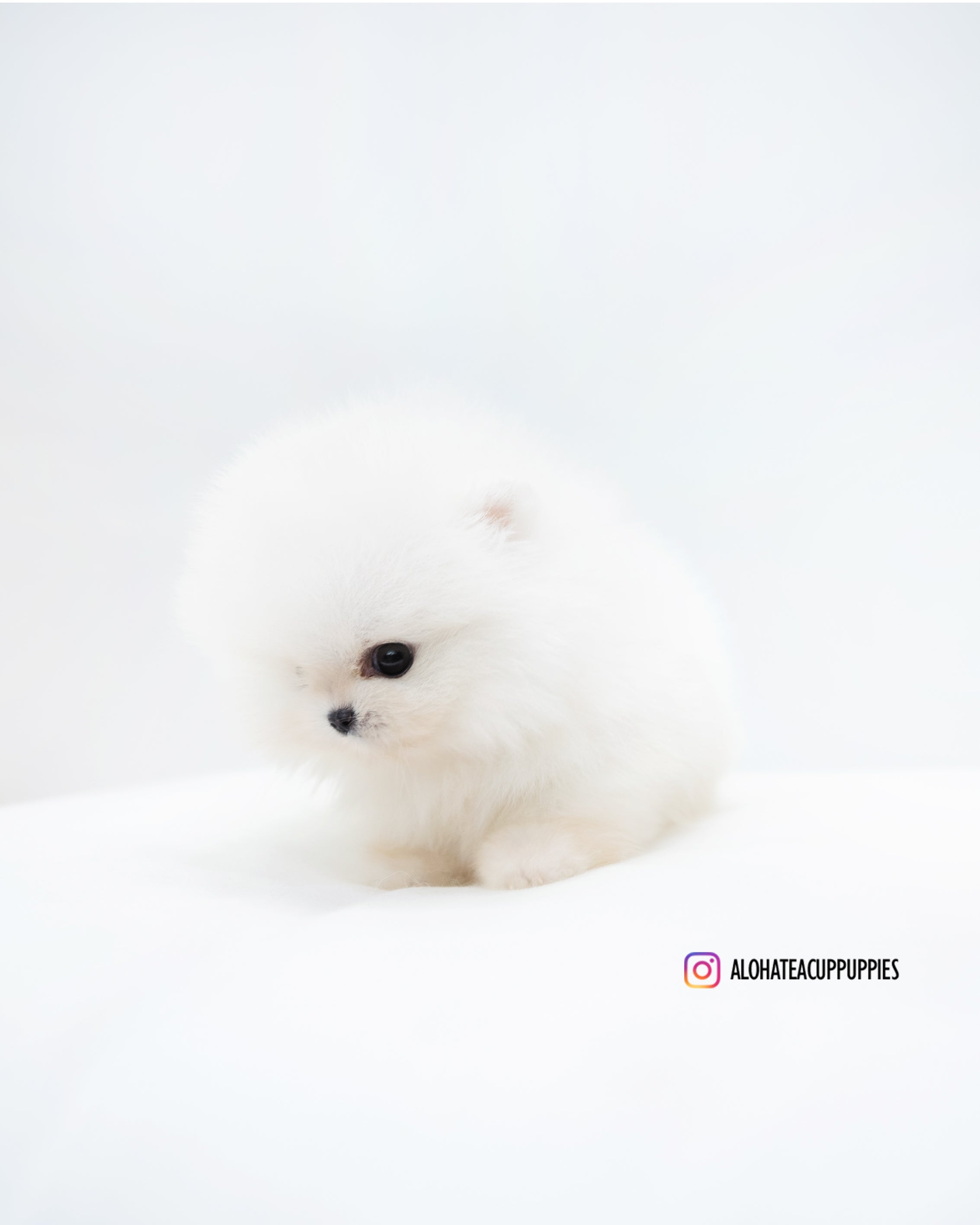 Mickey [POMERANIA TAZA DE TÉ]