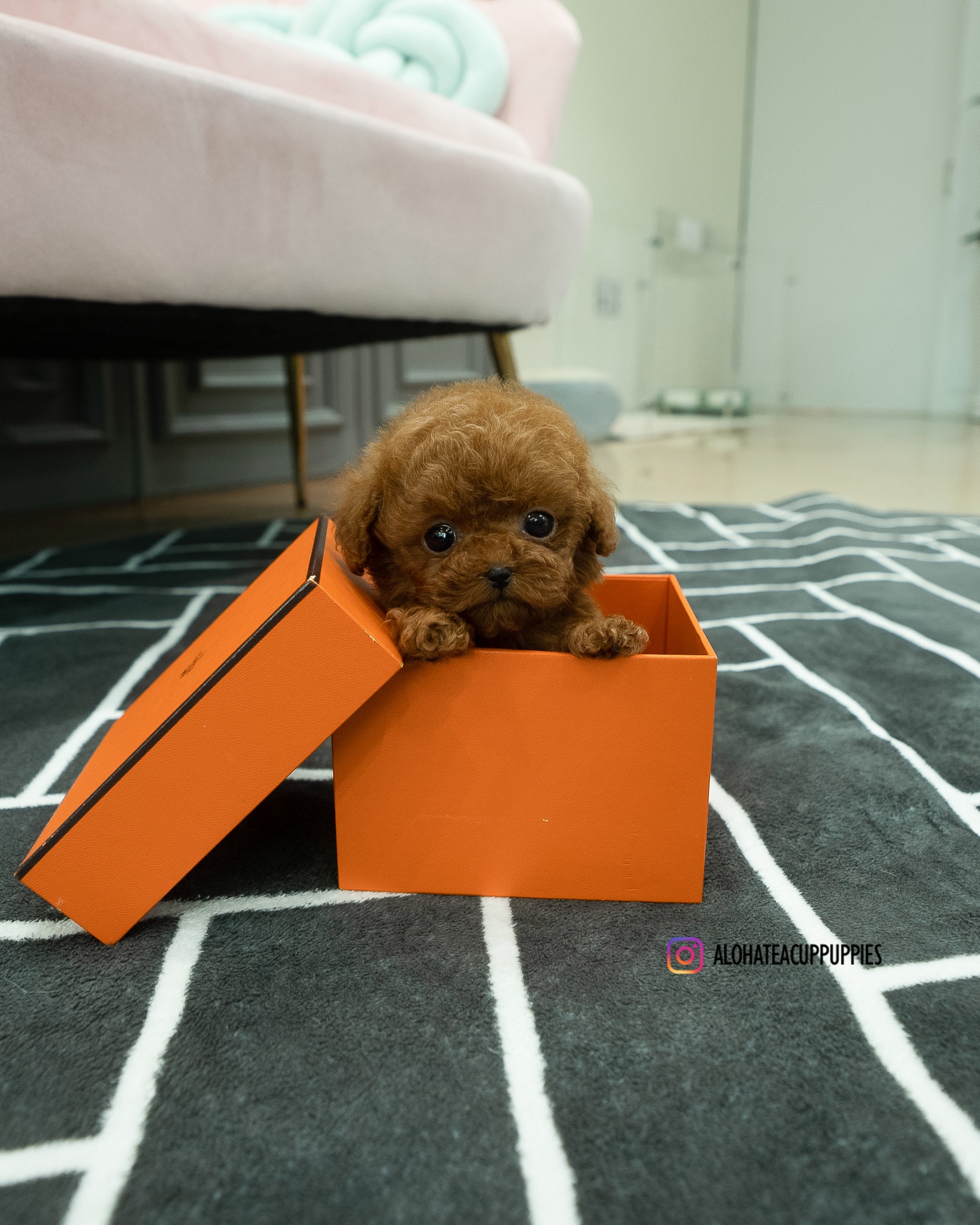 Buster [TEACUP POODLE]