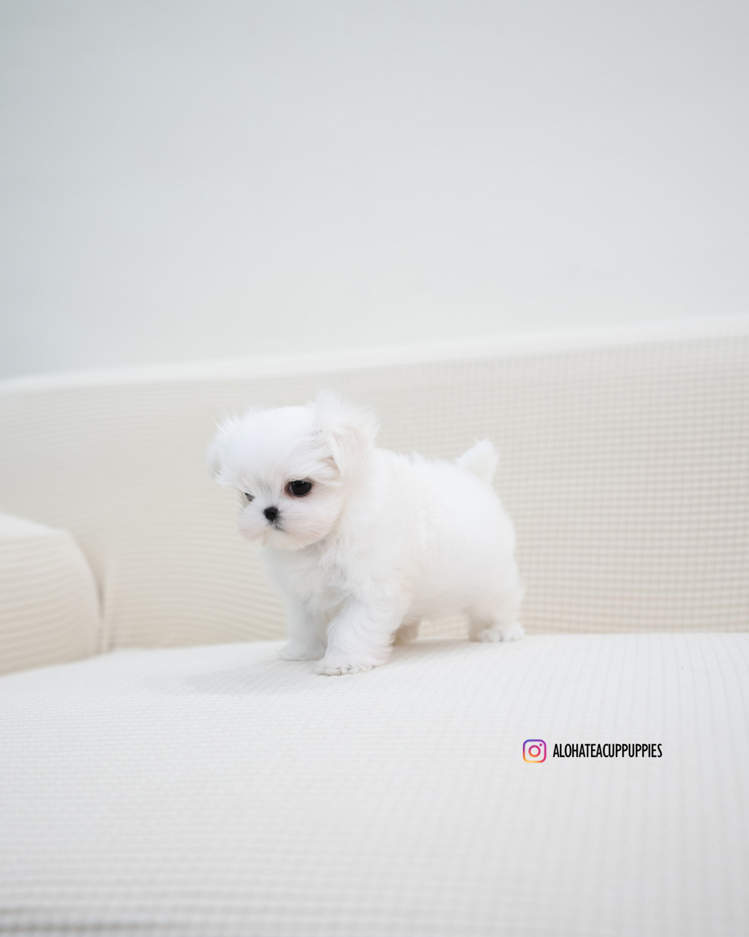 Terry [TEACUP MALTESE]