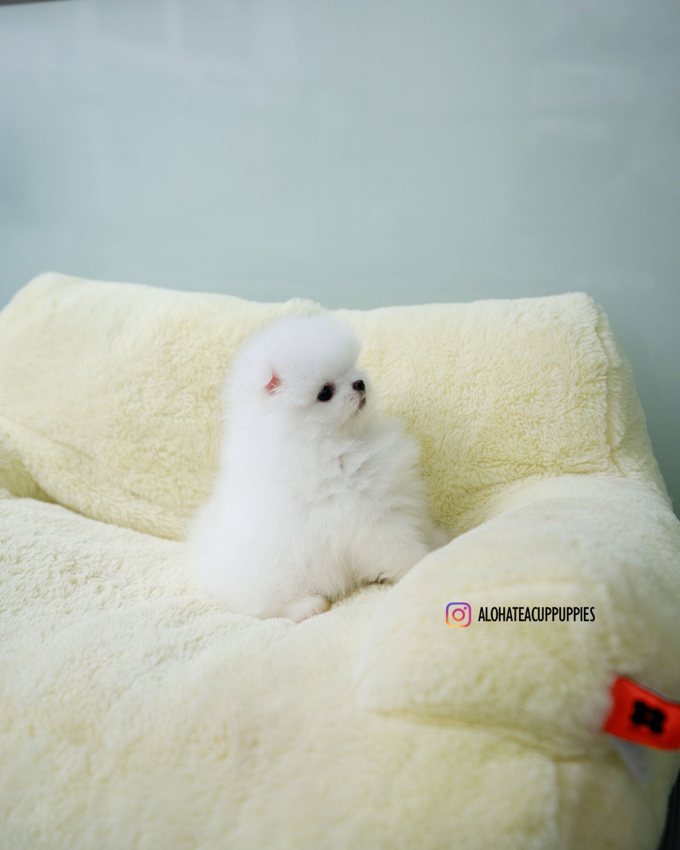 Darcy [POMERANIA TAZA DE TÉ]