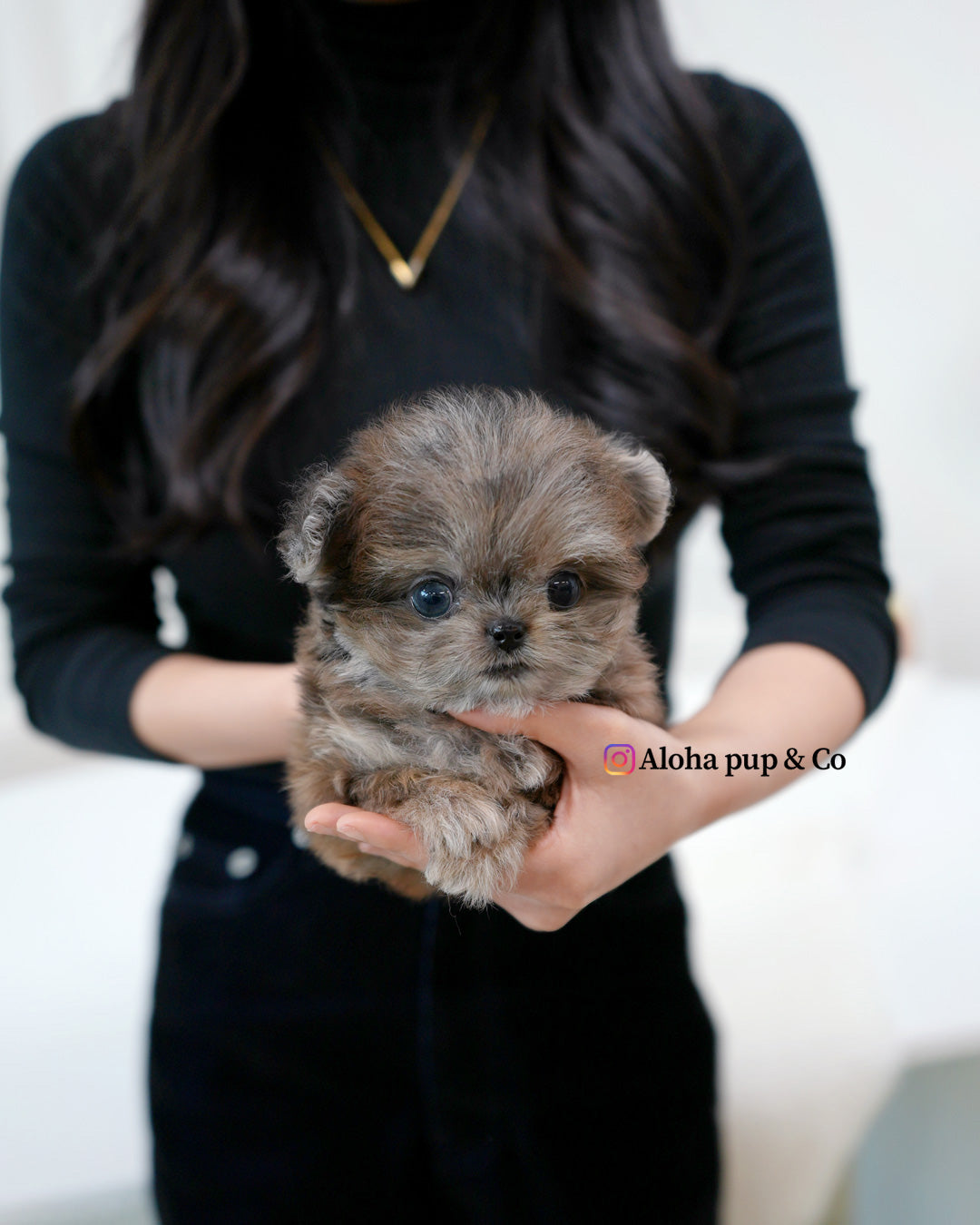 Denny [Maltipom MINI]
