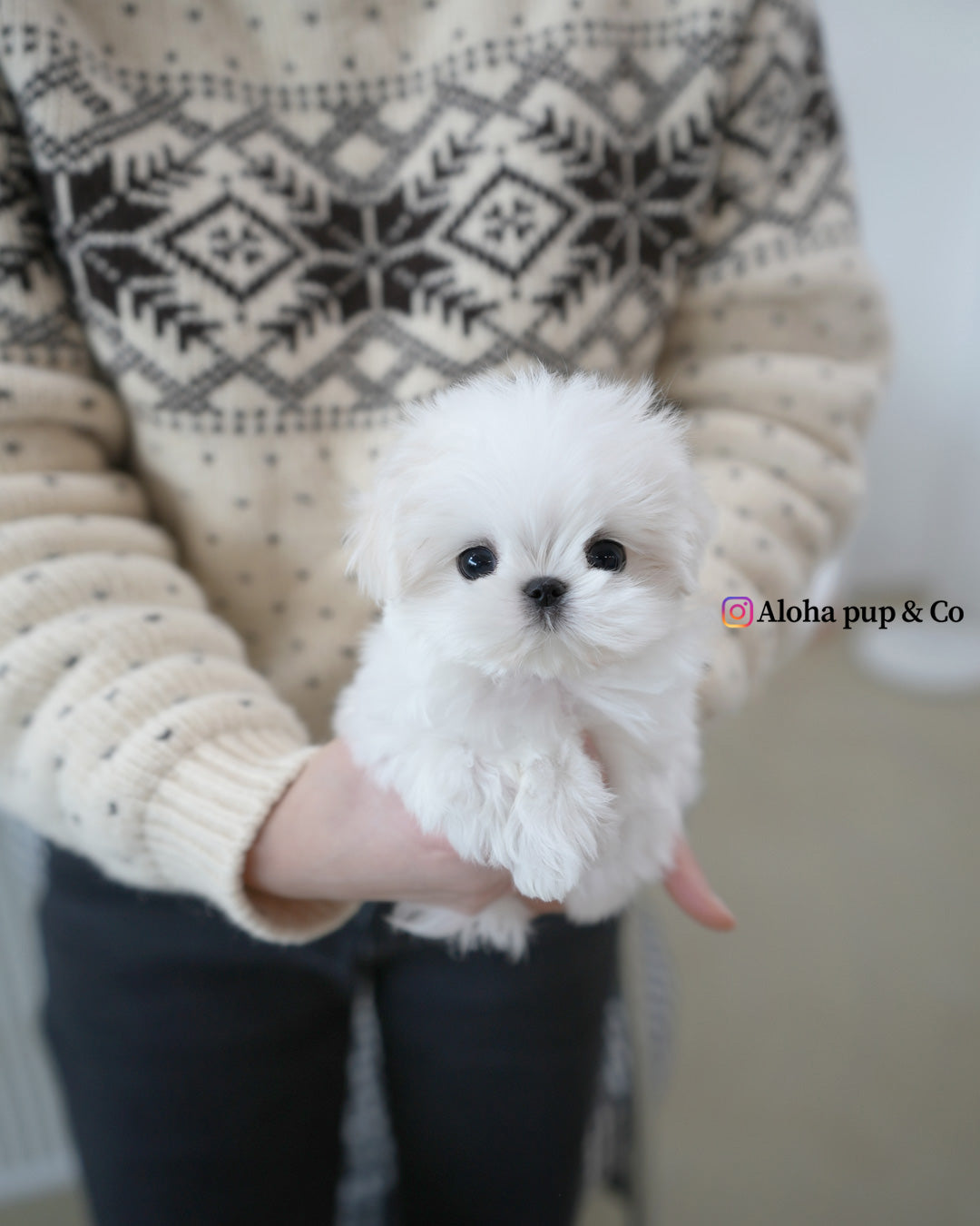 Romio [TEACUP MALTESE]