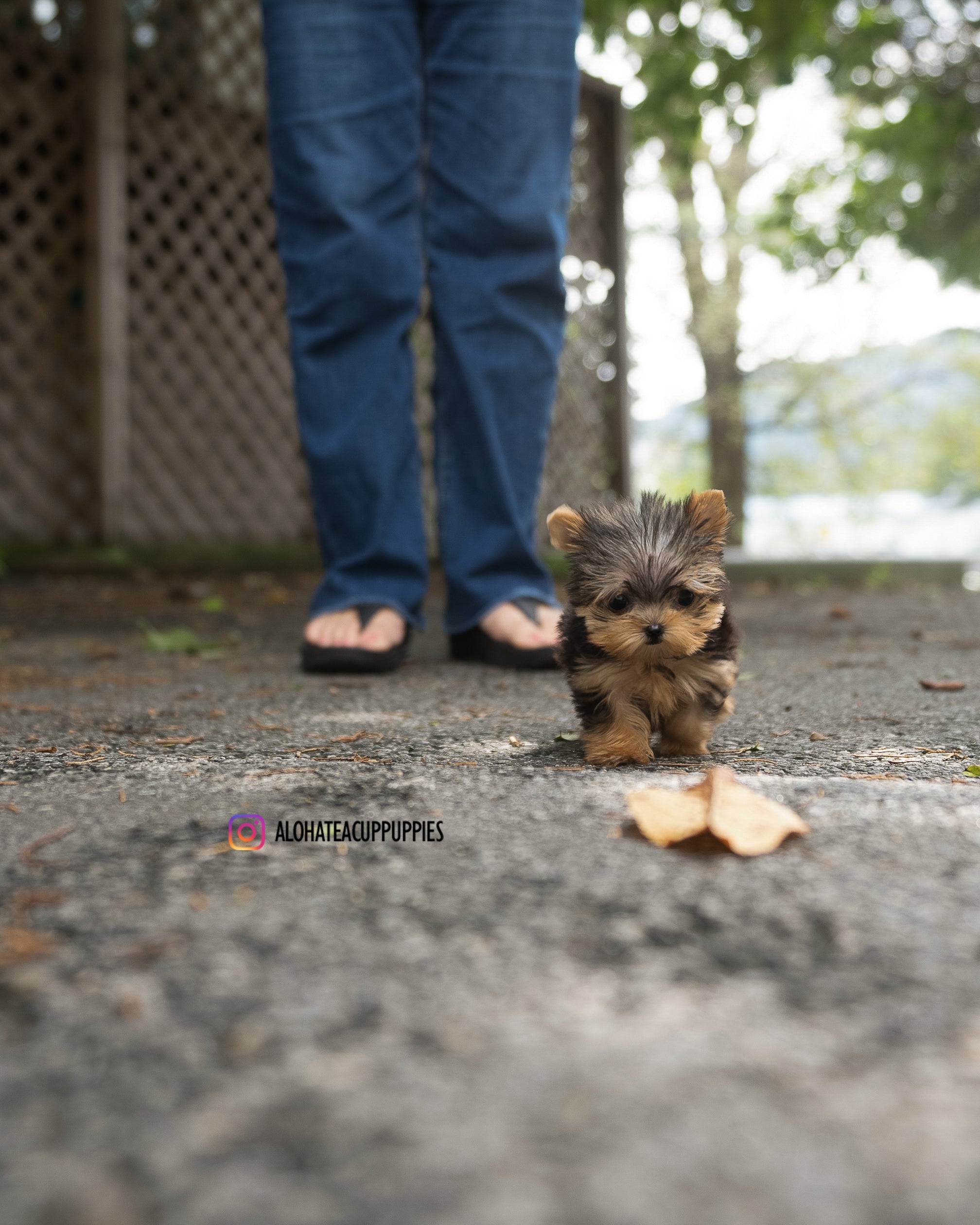Kitkat [TEACUP YORKIE]
