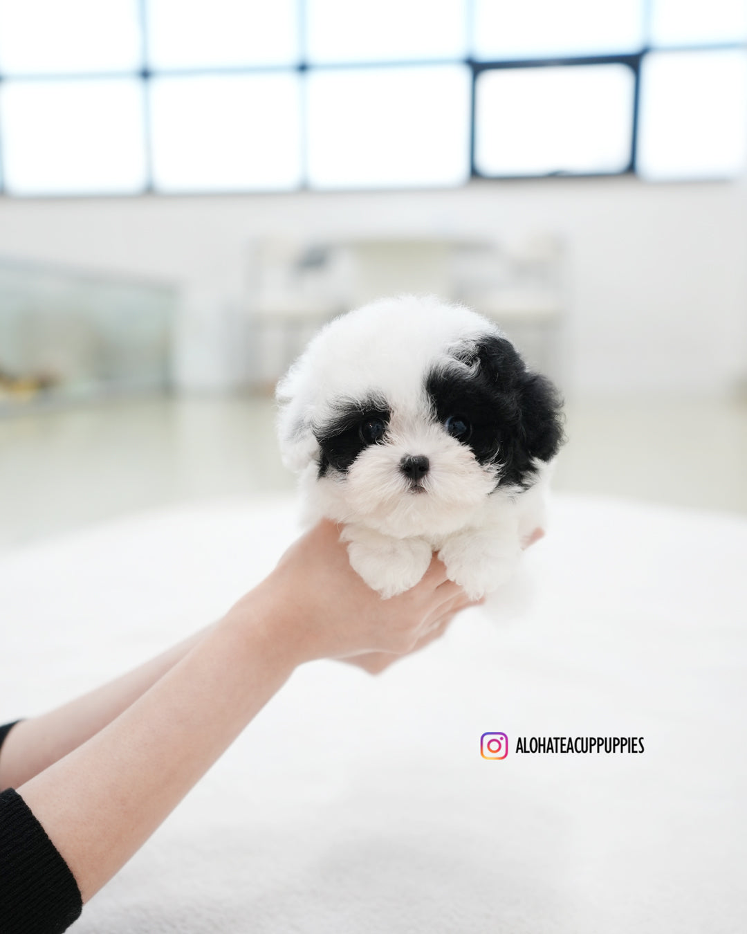 Rocky [TEACUP POODLE]