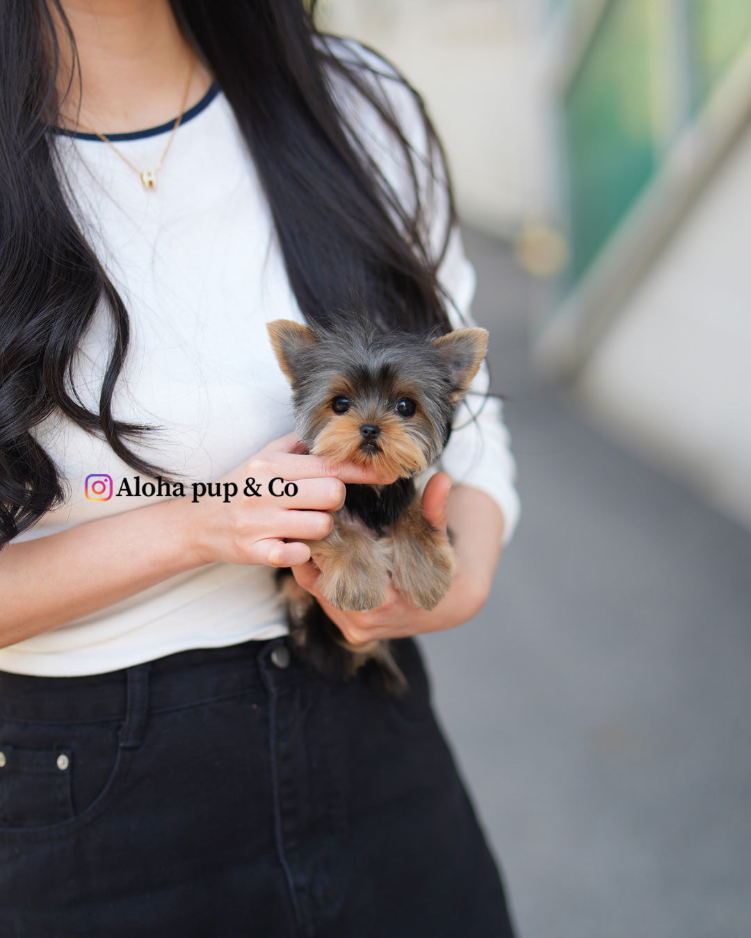 Iris [Teacup Yorkie]