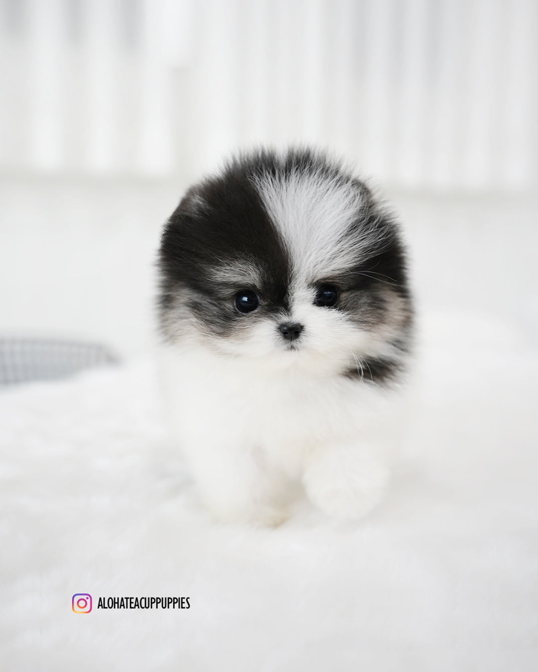 琳达 [茶杯博美犬]