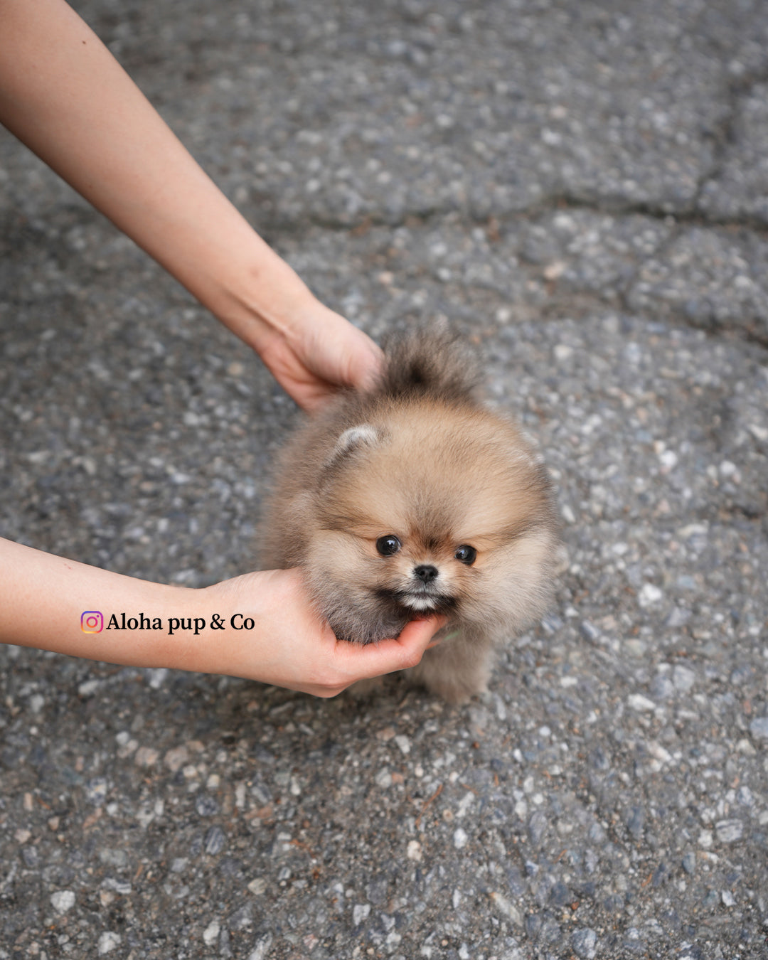 Berry [POMERANIA TAZA DE TÉ]