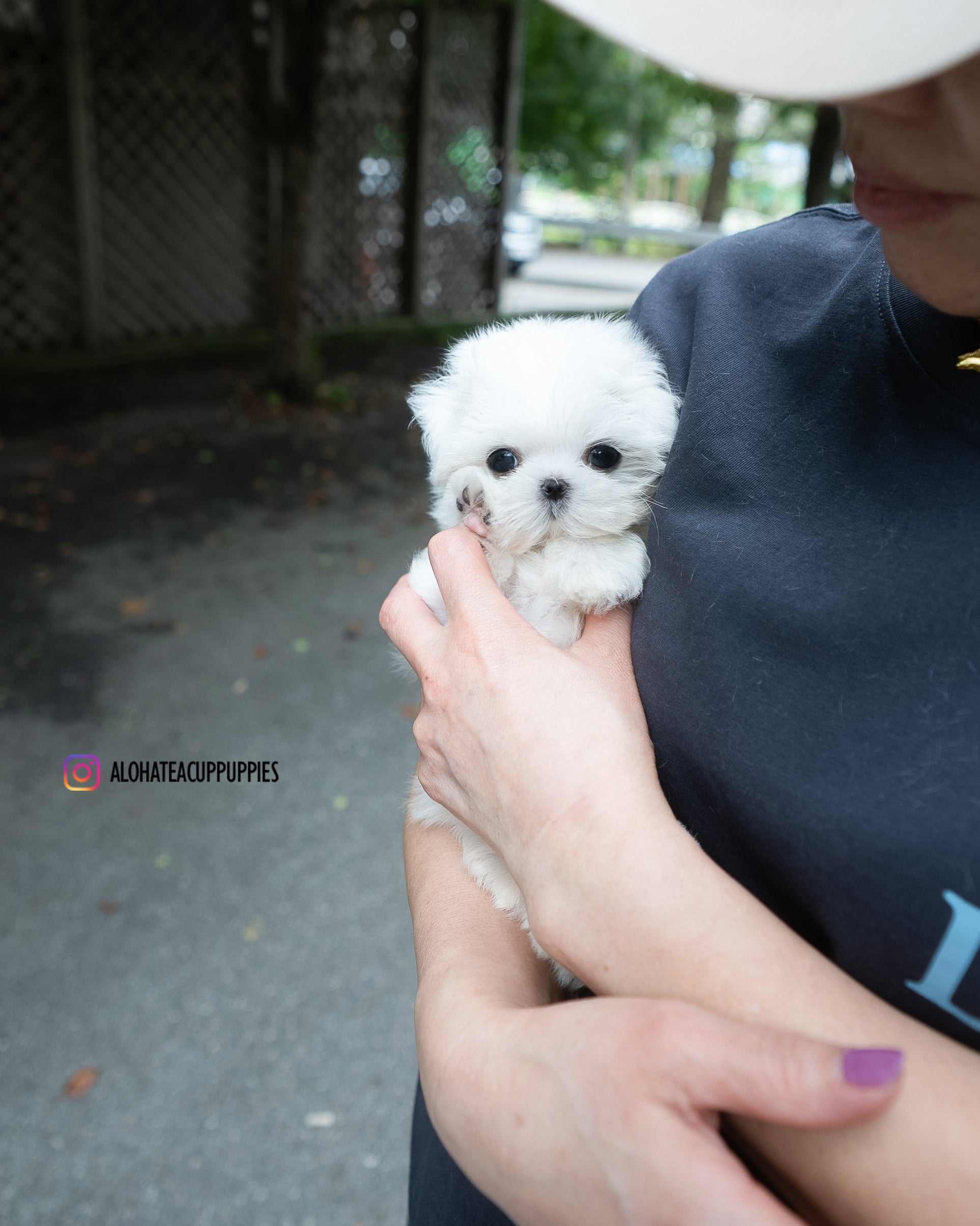 Ian [TEACUP MALTESE]