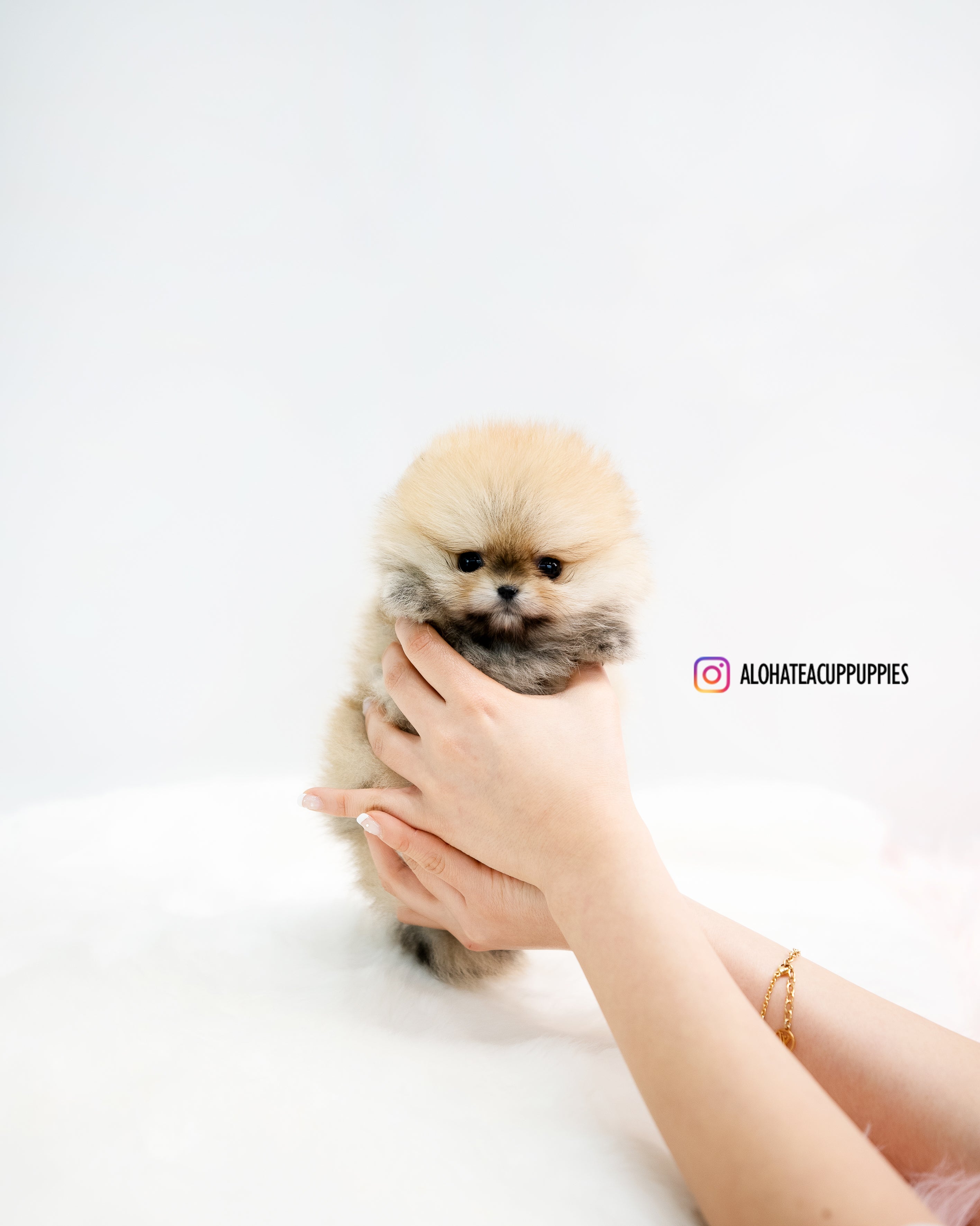 Phoebe [POMERANIA TAZA DE TÉ]