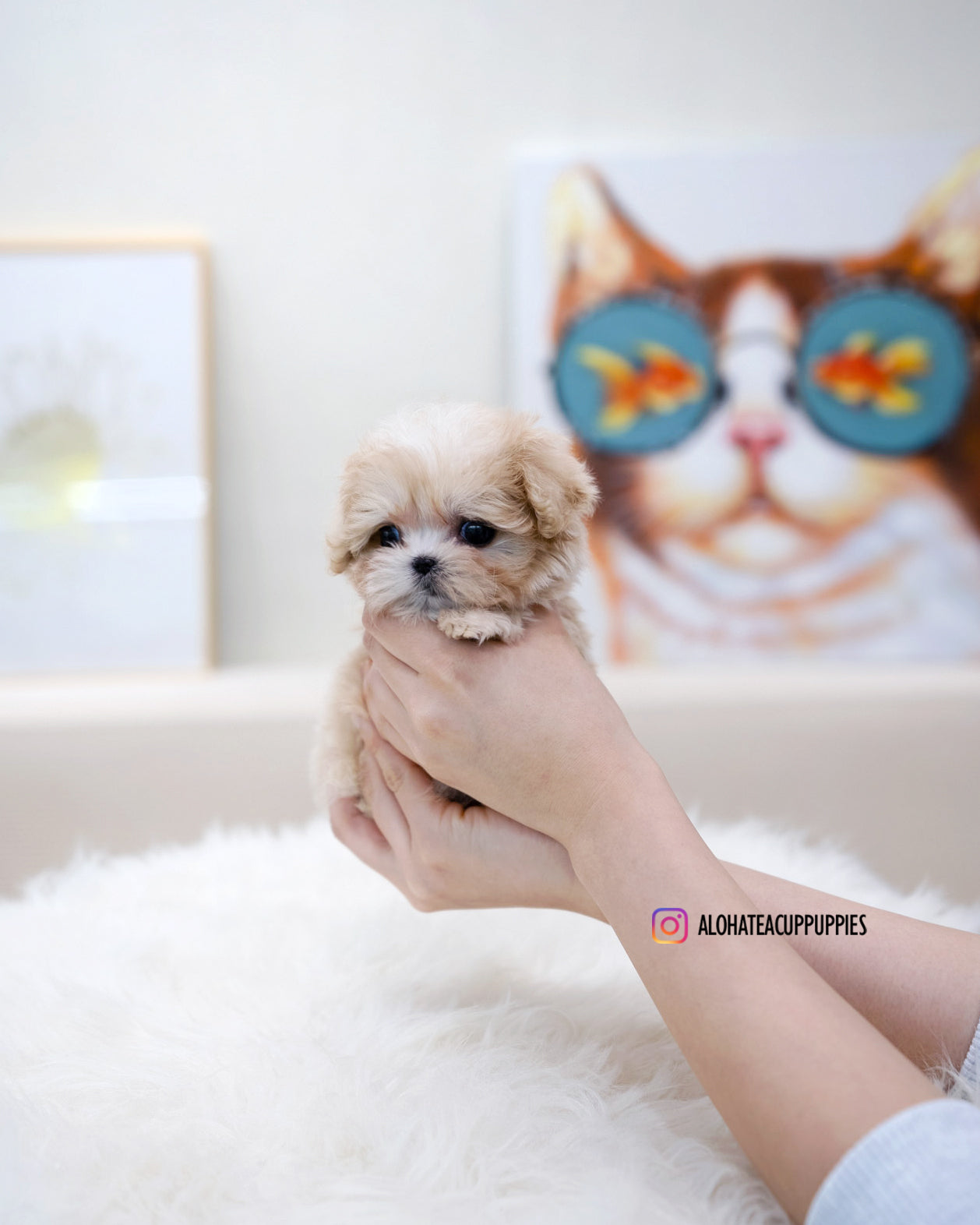Lennon [TEACUP MALTIPOO]