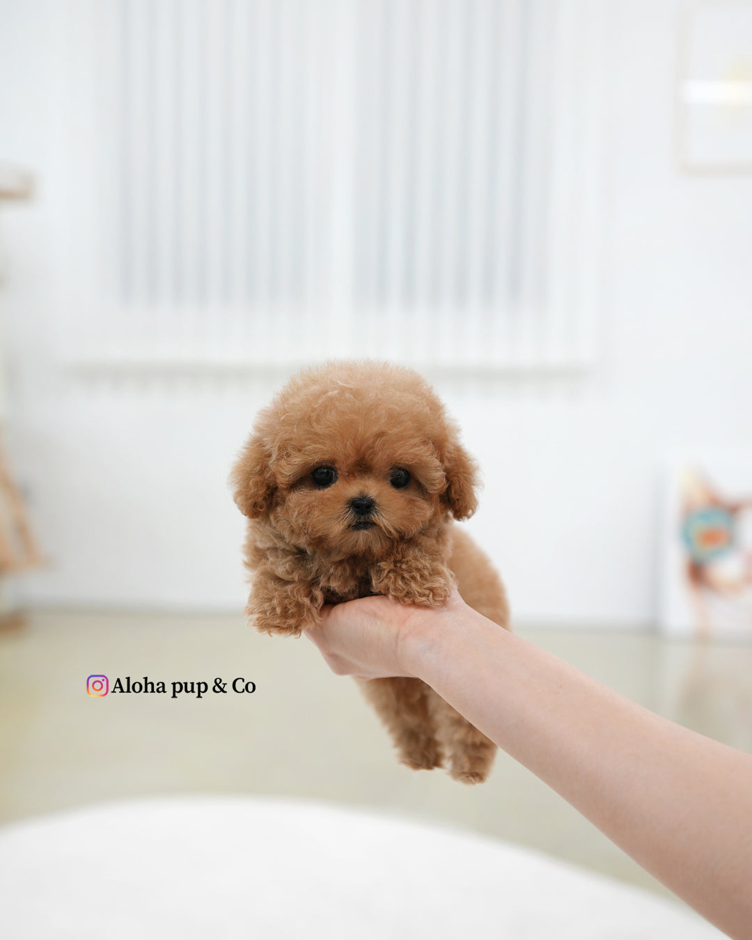 Esme [TEACUP POODLE]