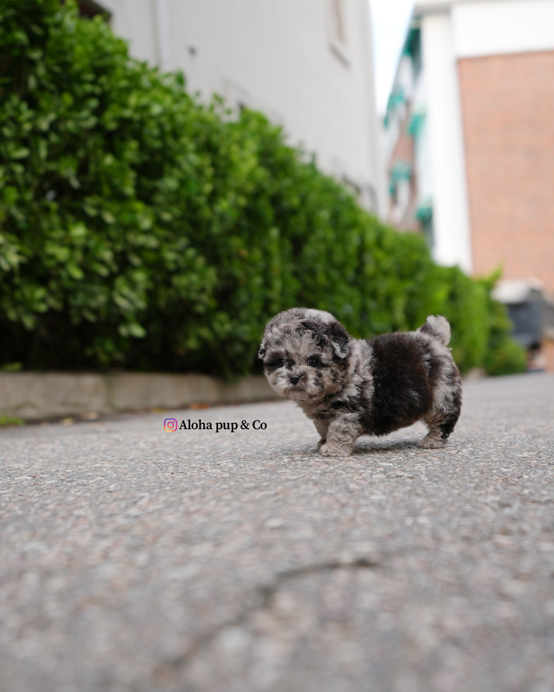 Elle [TEACUP POODLE]