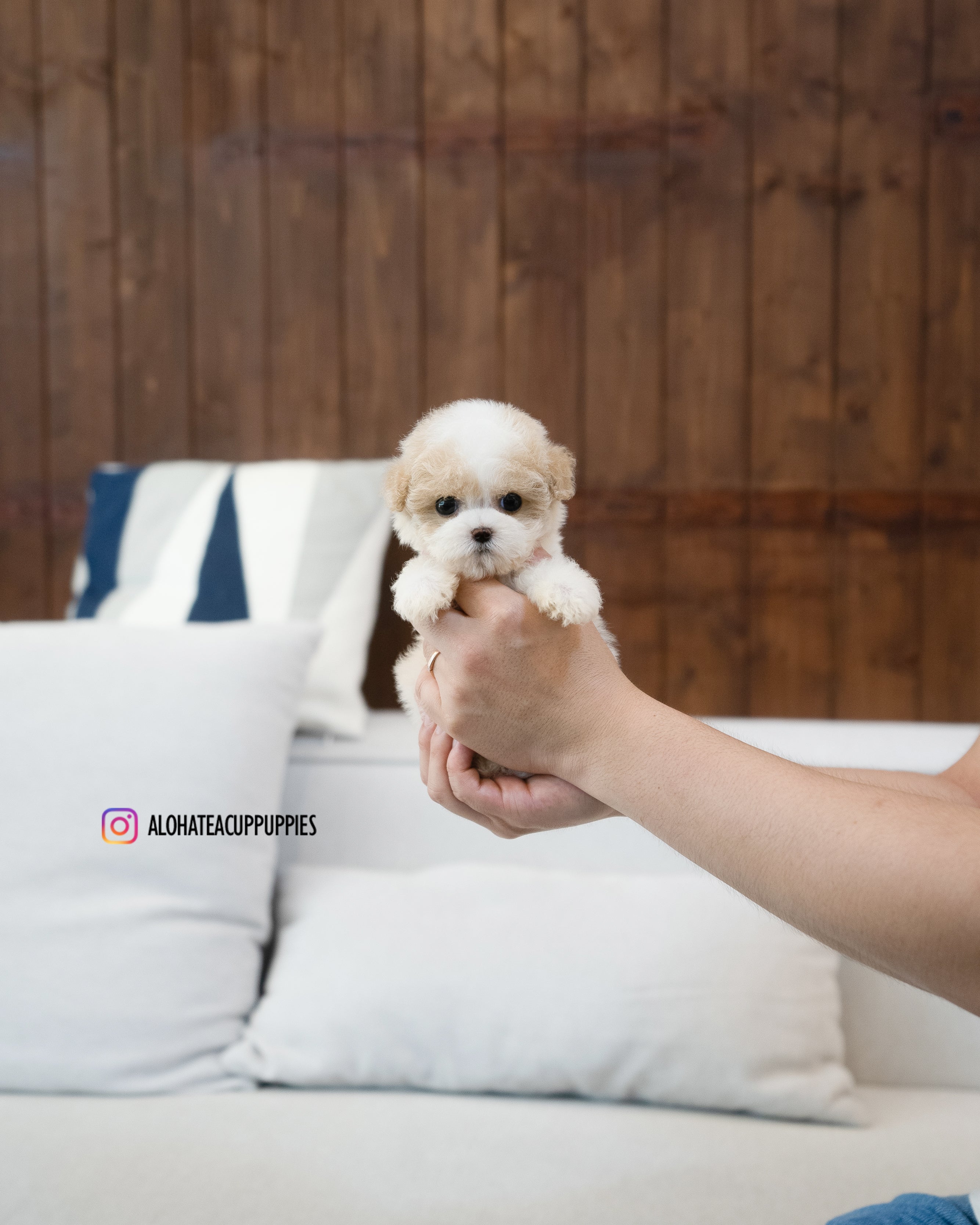 Bruno [TEACUP MALTIPOO]